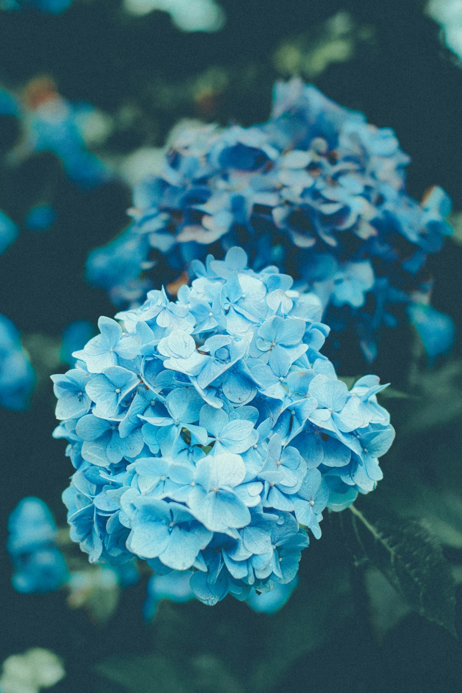 Gros plan de fleurs d'hortensia bleues en pleine floraison