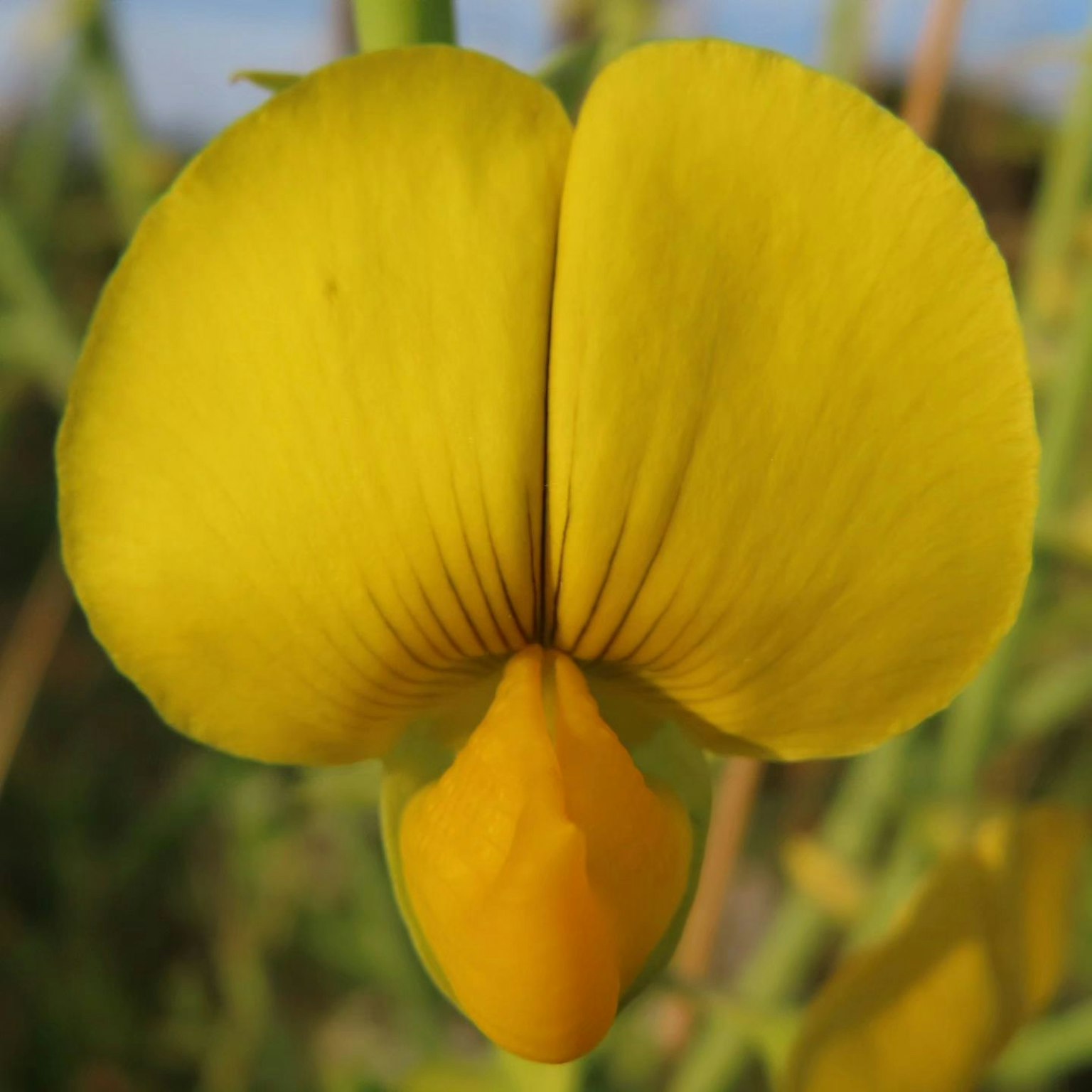 Lebendige gelbe Blume mit markanten Blütenblättern