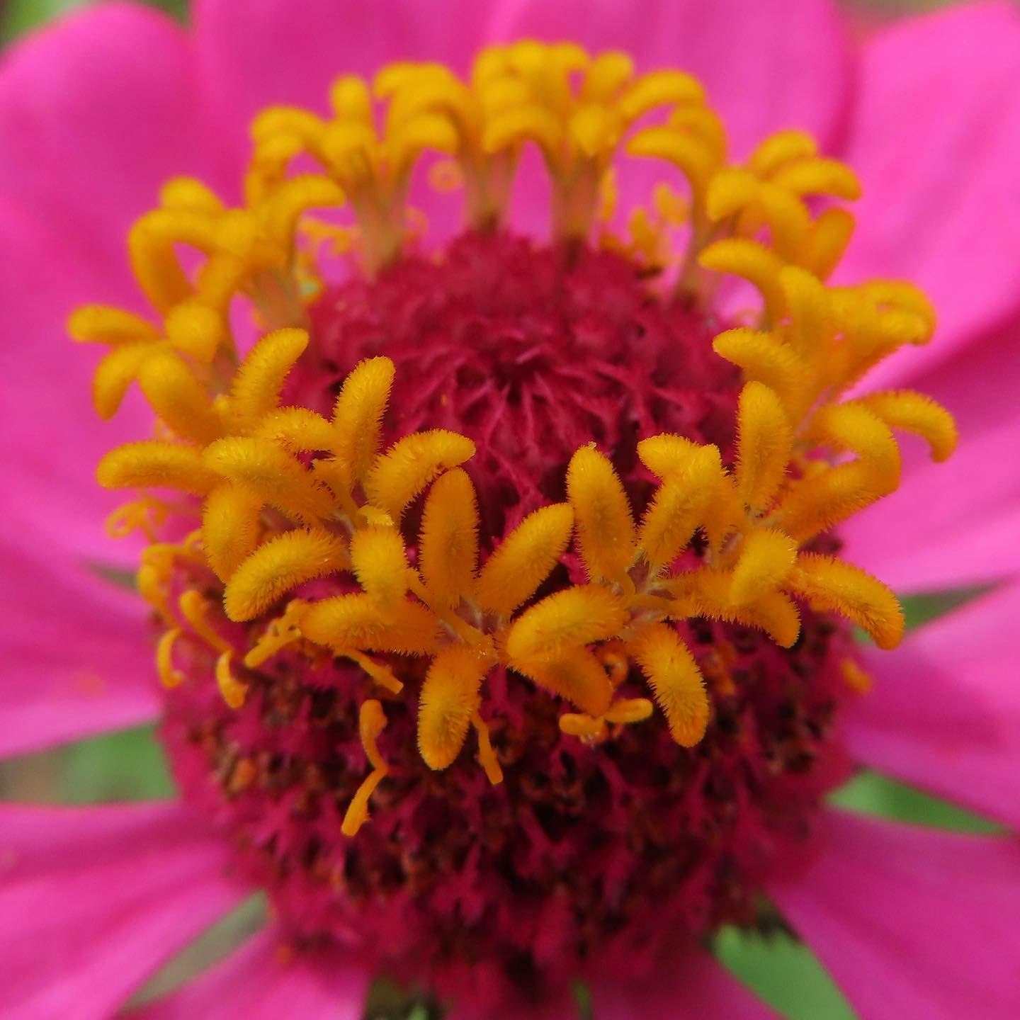 鮮やかなピンクの花びらと黄色い花芯のクローズアップ