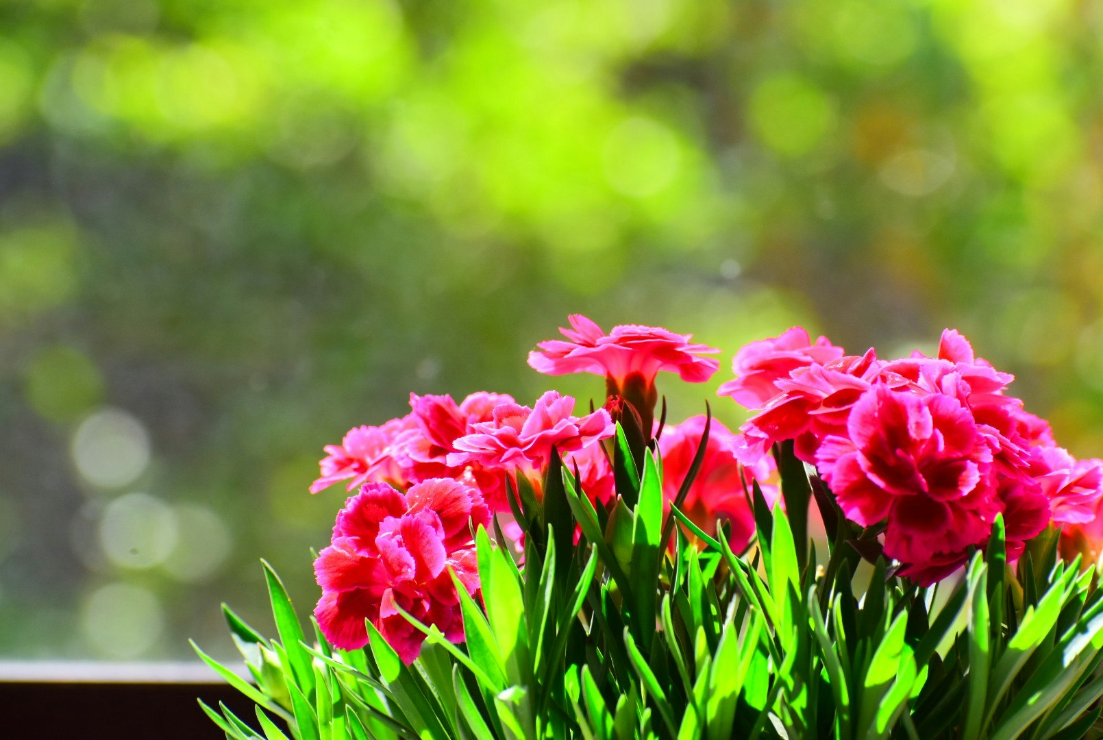 母の日のカーネーションの花束