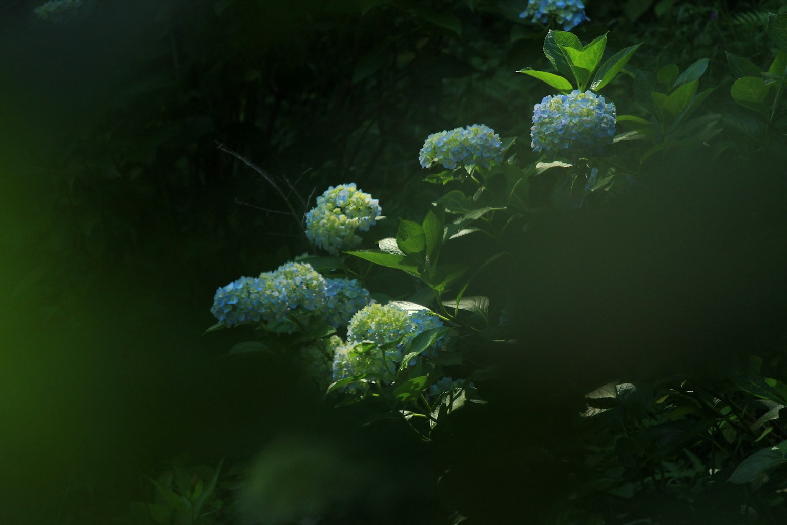 Fleurs d'hortensia bleues avec des feuilles vertes sur un fond sombre