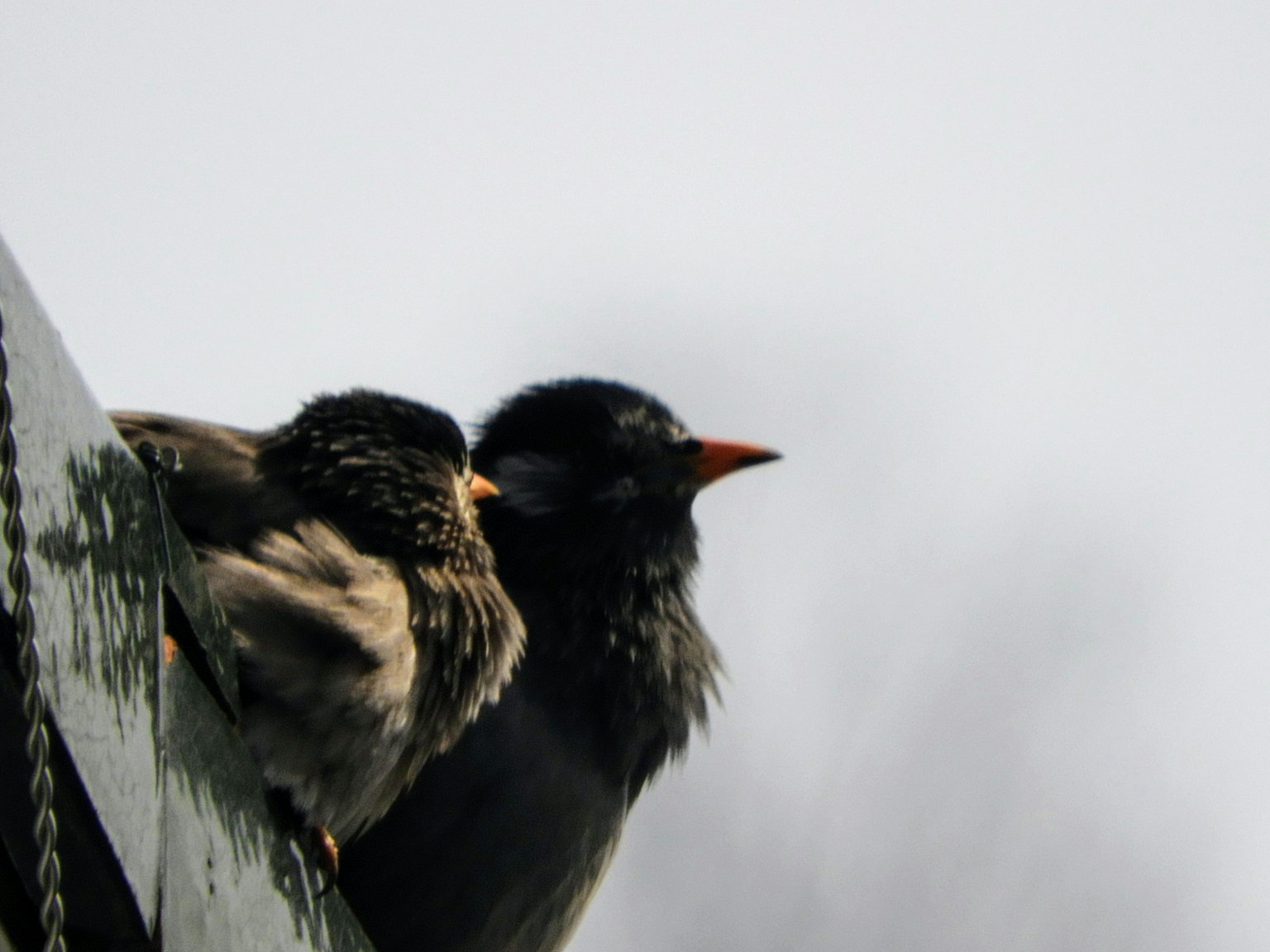 Two birds sitting side by side with soft feather colors against a blurred gray background