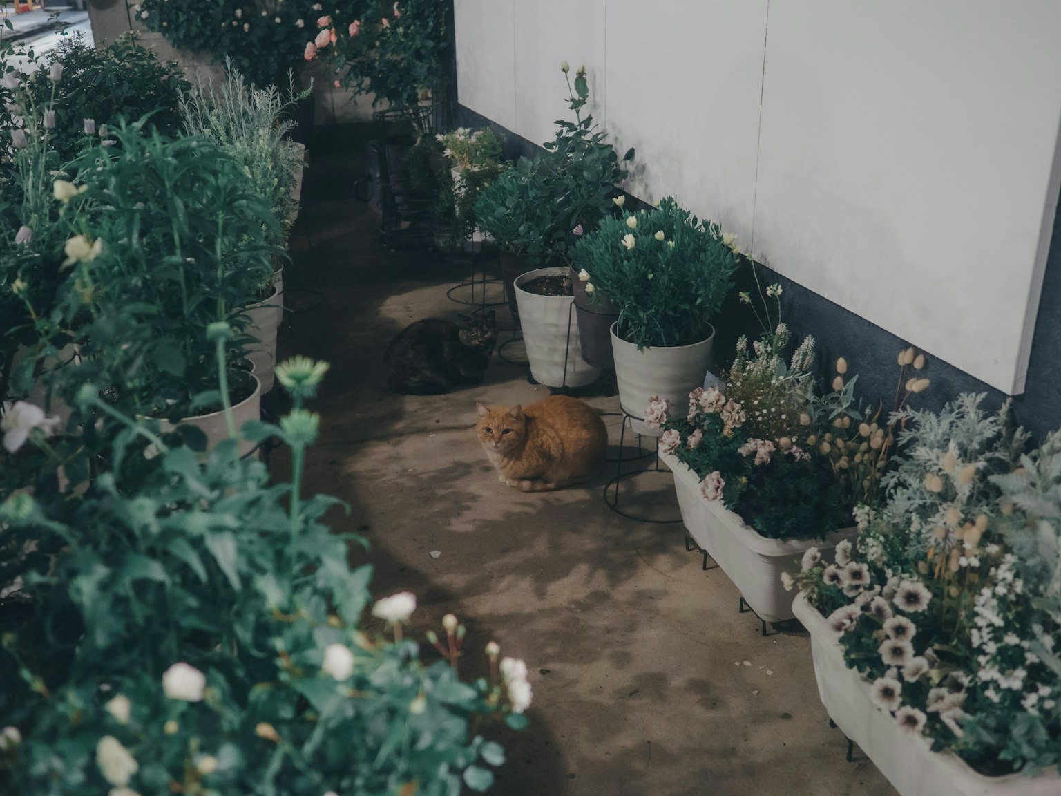 Anjing coklat bersantai di jalan yang dikelilingi pot bunga