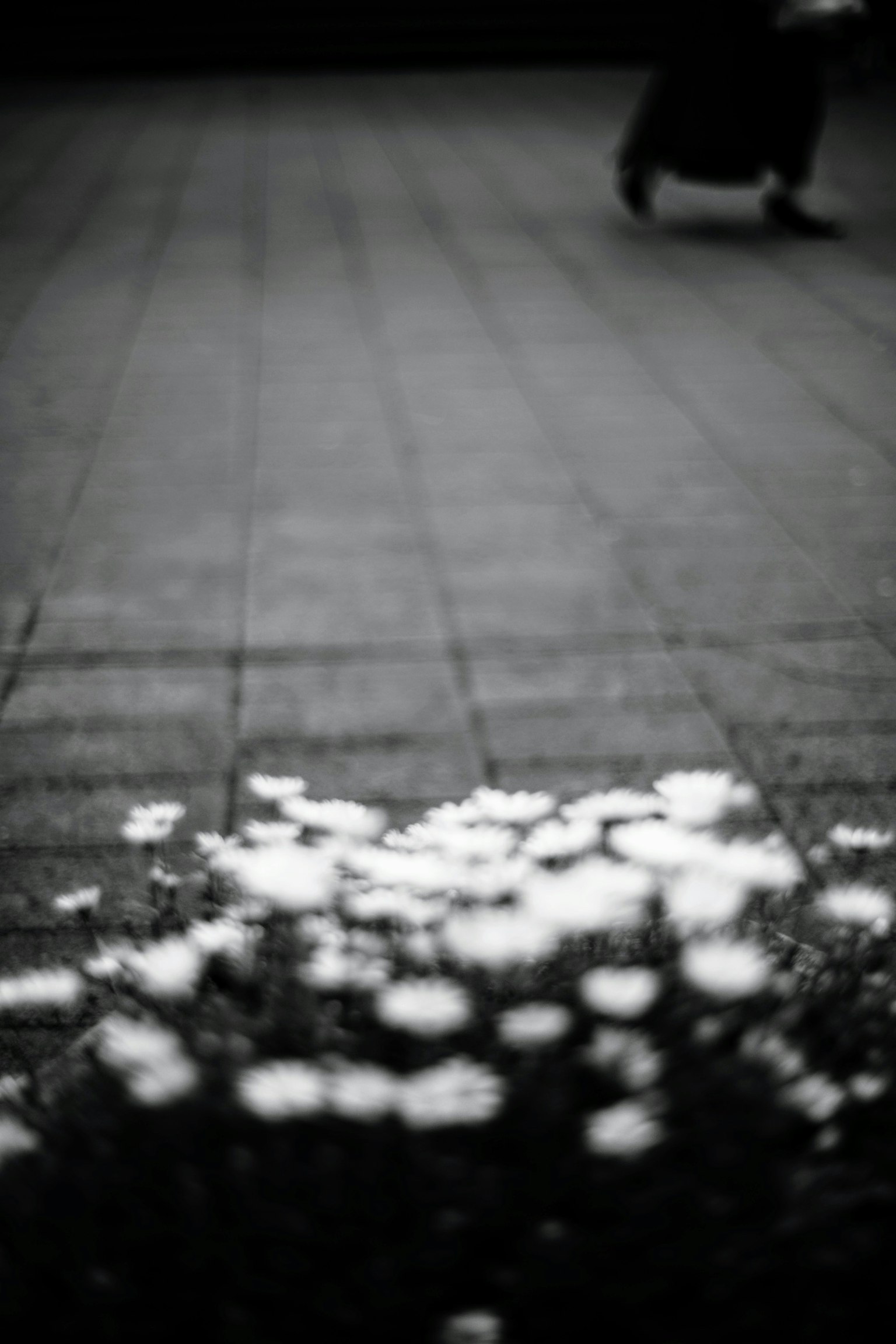 Image featuring blooming flowers in black and white contrast