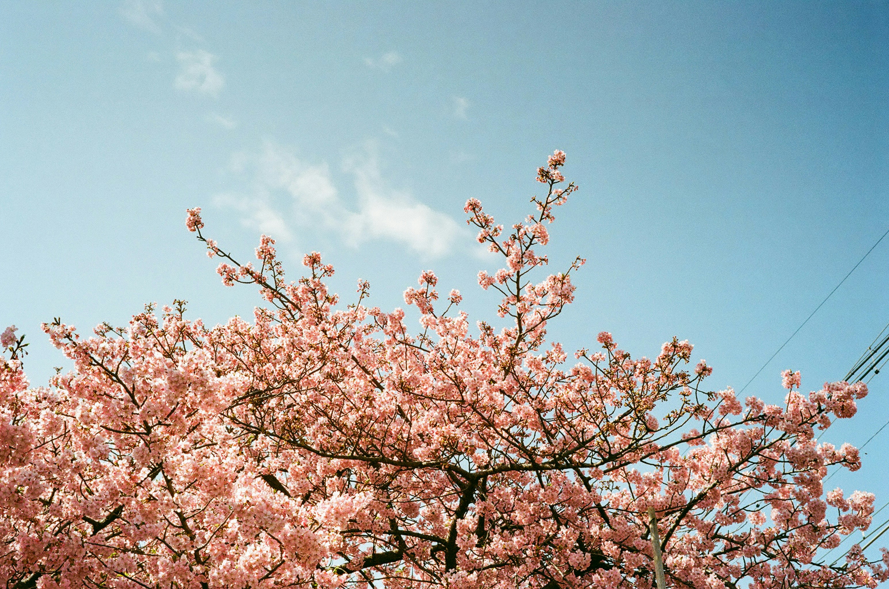 青空の下で咲く桜の枝