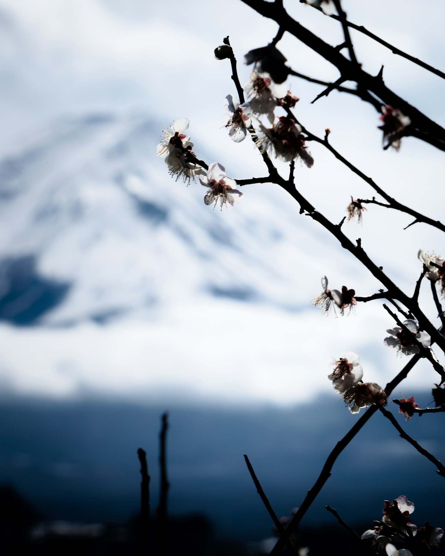 Cherry blossom branches with Mount Fuji in the background