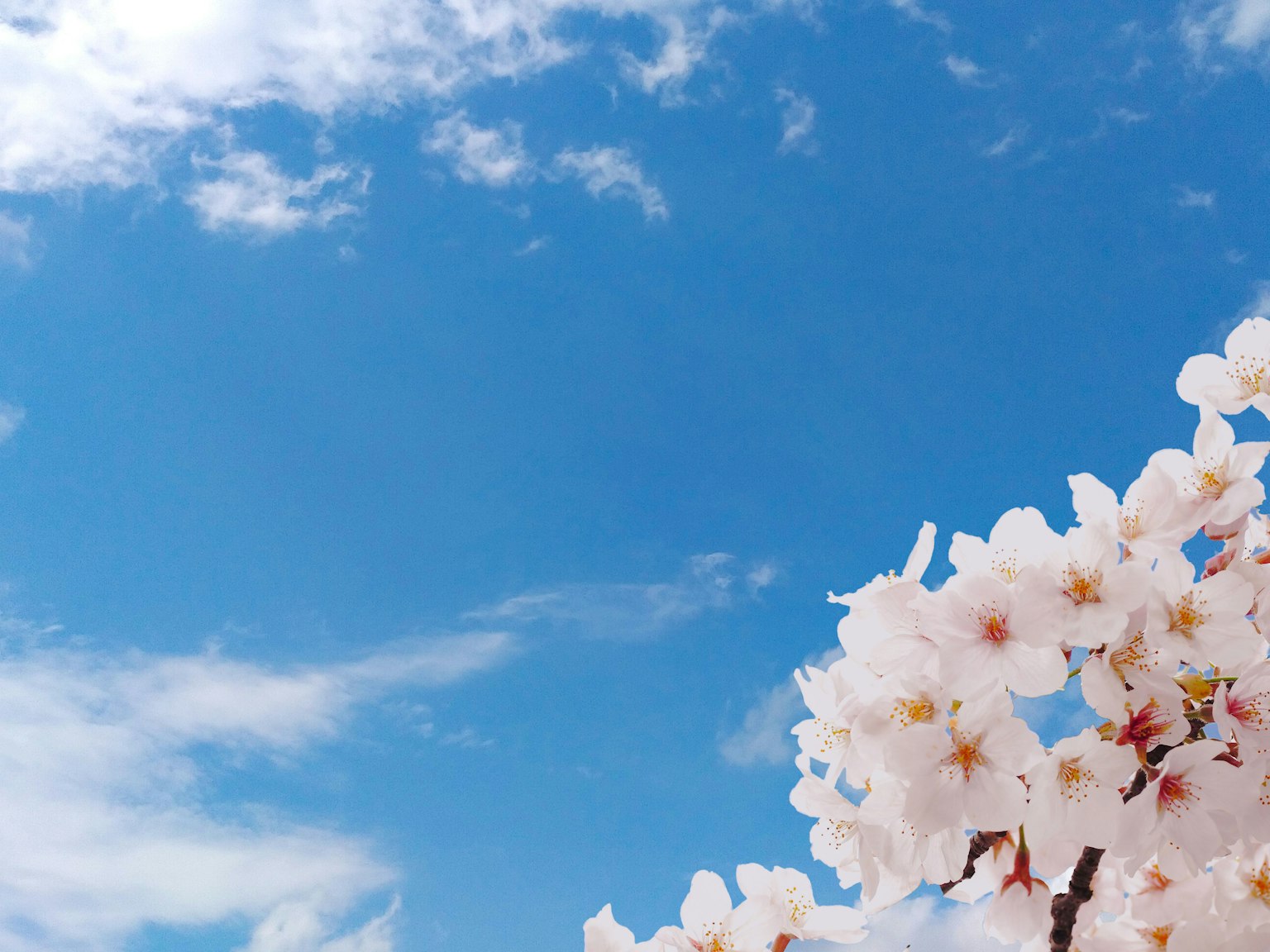 Kirschblüten blühen vor einem klaren blauen Himmel