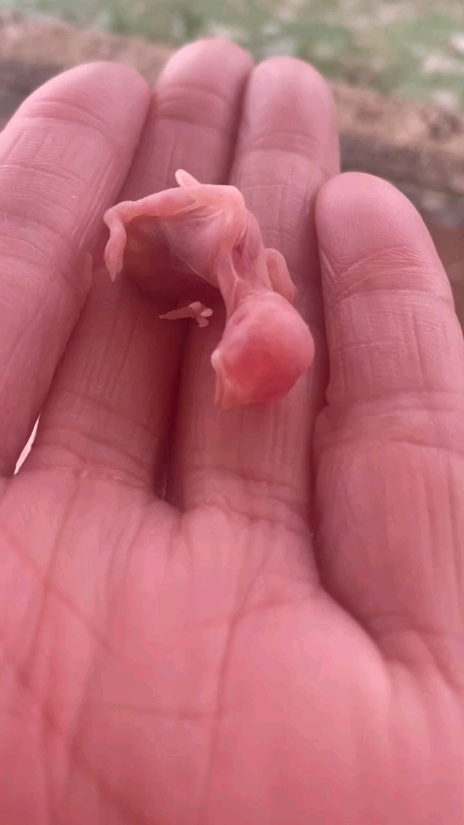 Una pequeña criatura rosa en una mano