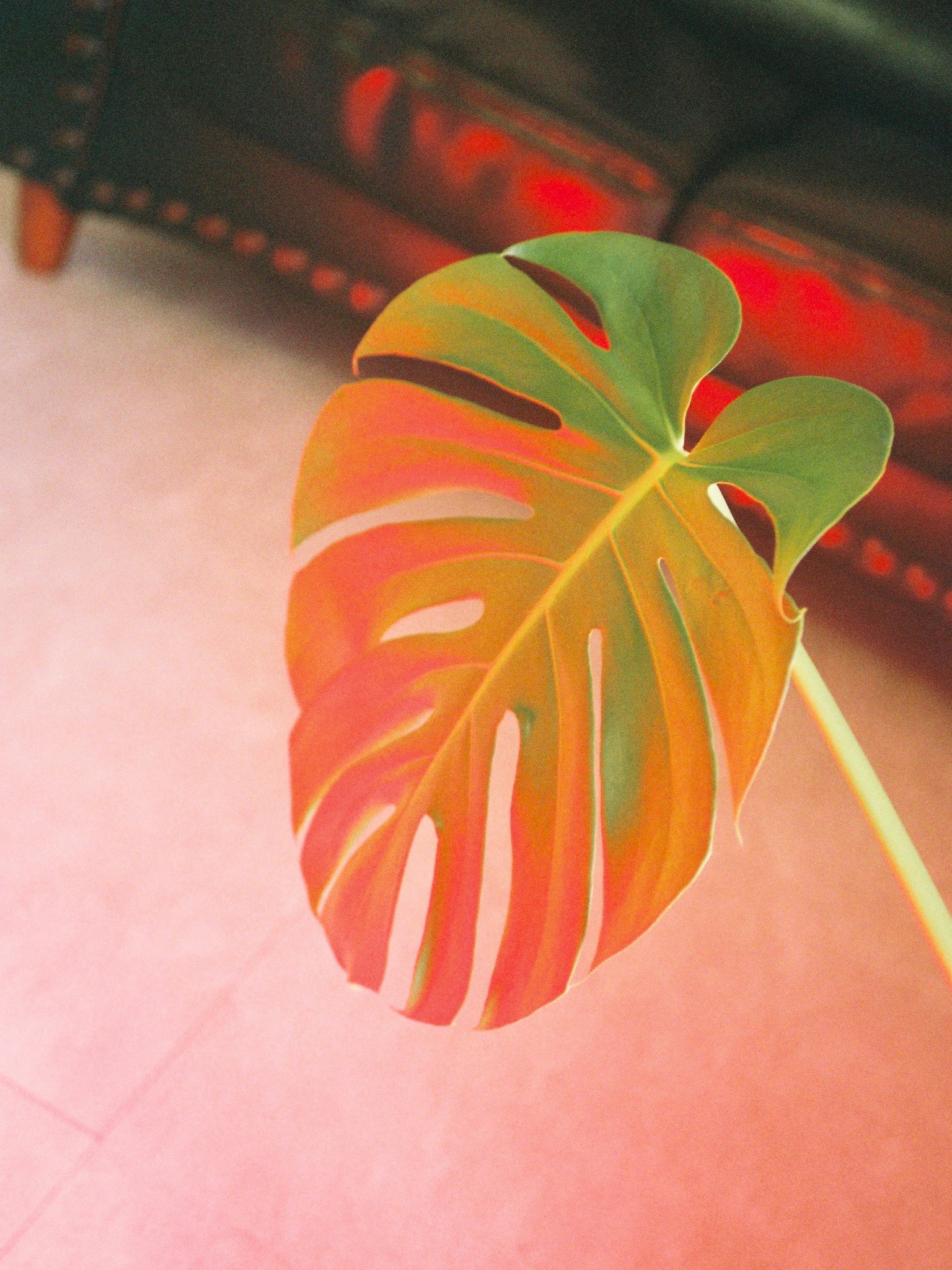 Monstera leaf displayed with vibrant colors