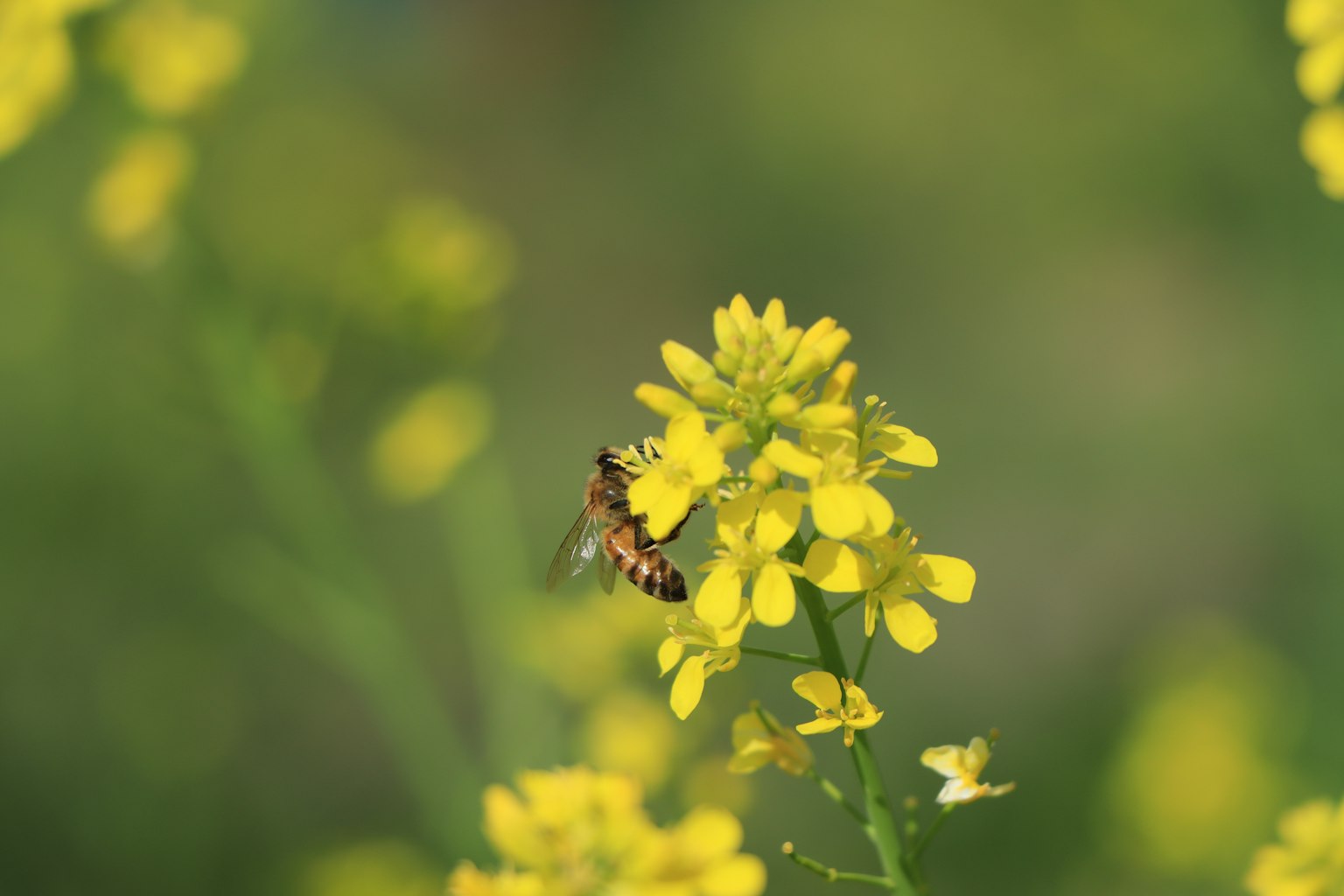 Cận cảnh của một con ong trên hoa vàng