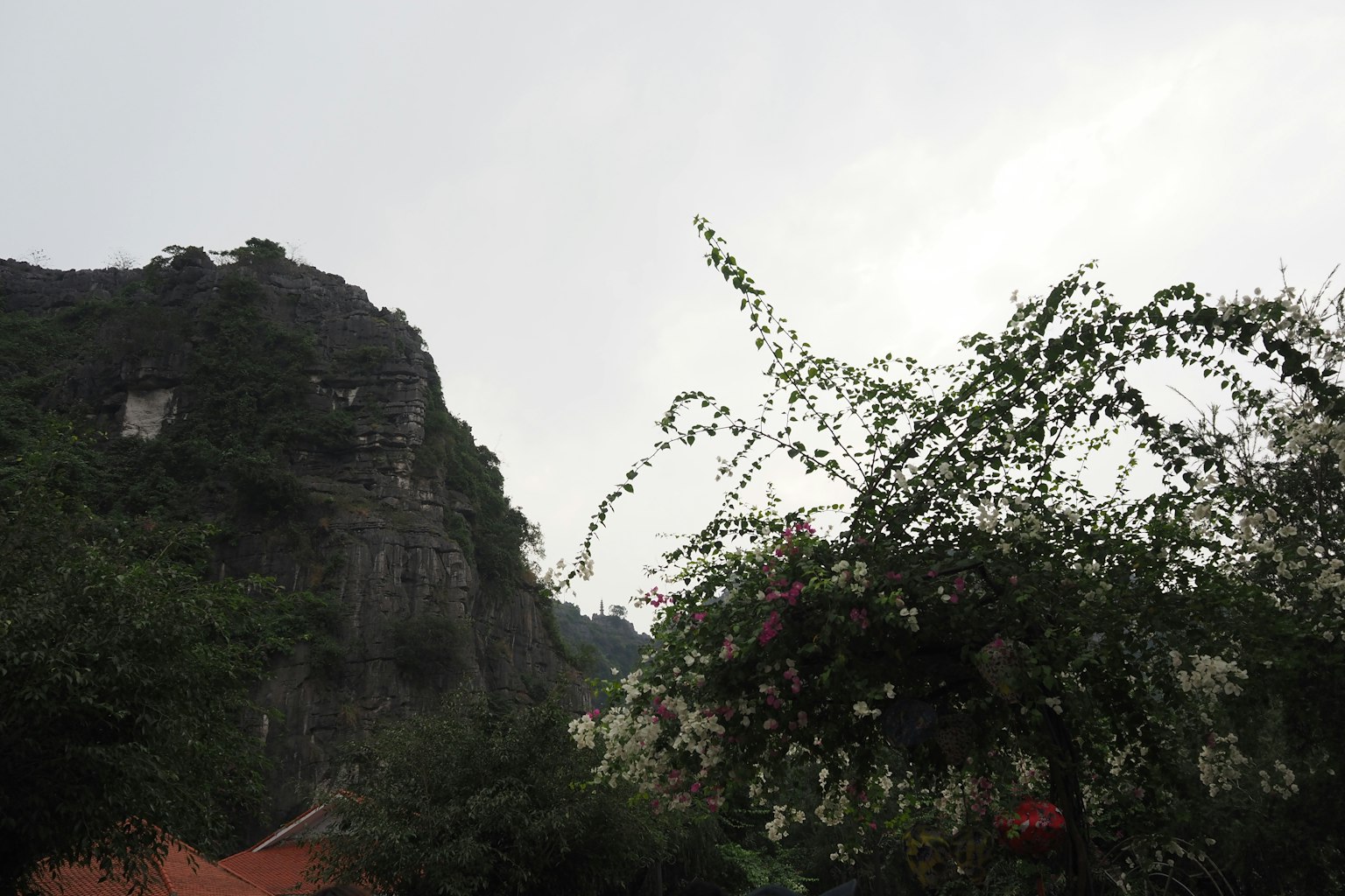 山與開花植物的景色