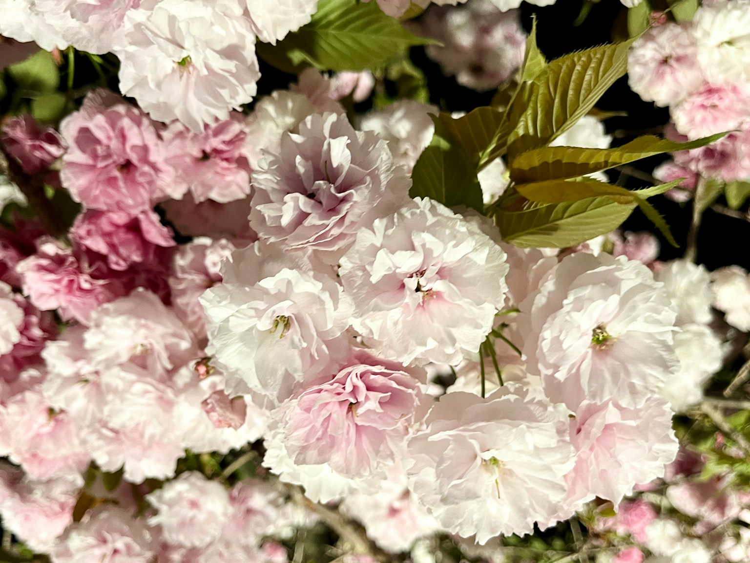 美丽的粉色和白色花朵盛开的场景