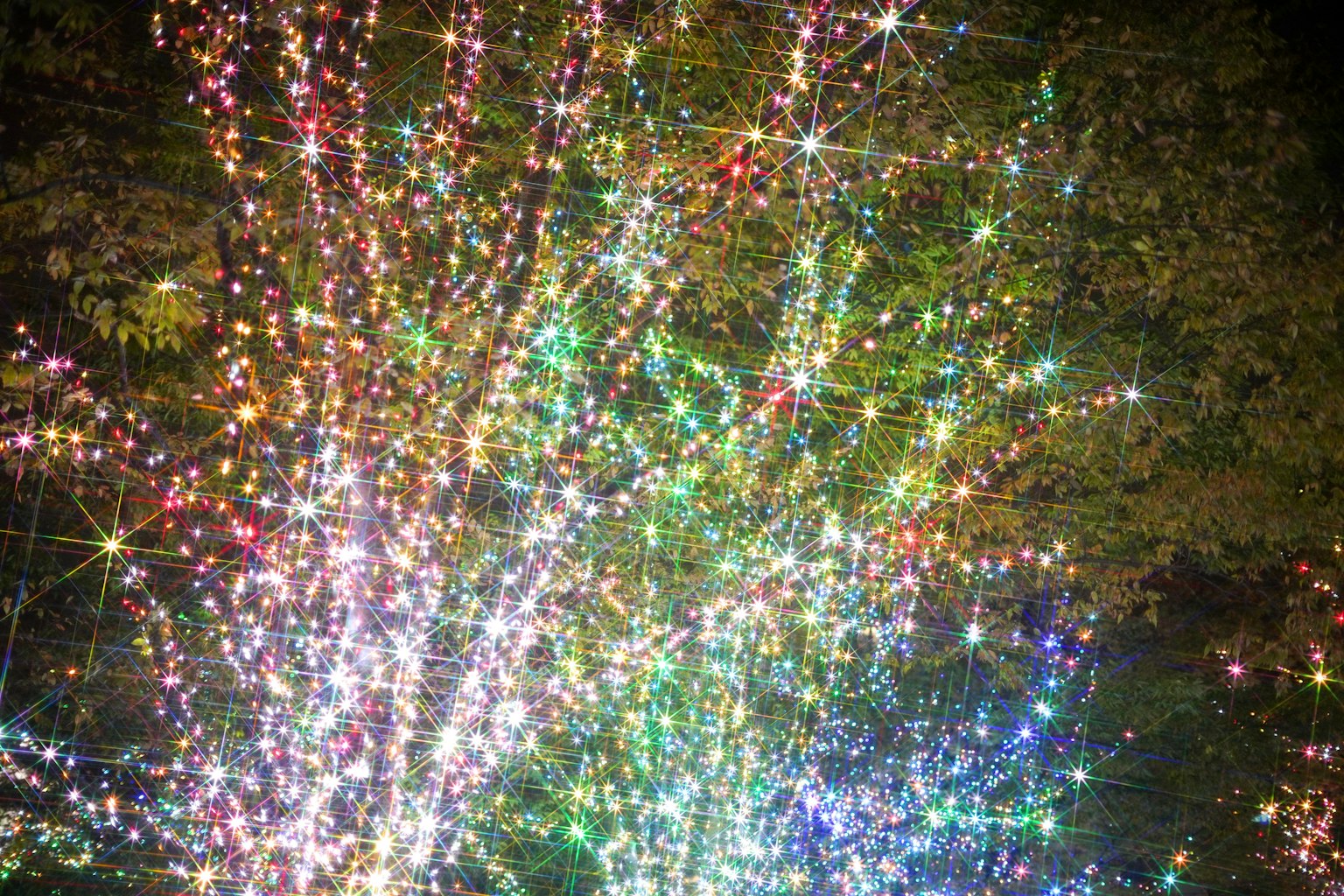 Close-up of tree branches adorned with colorful lights