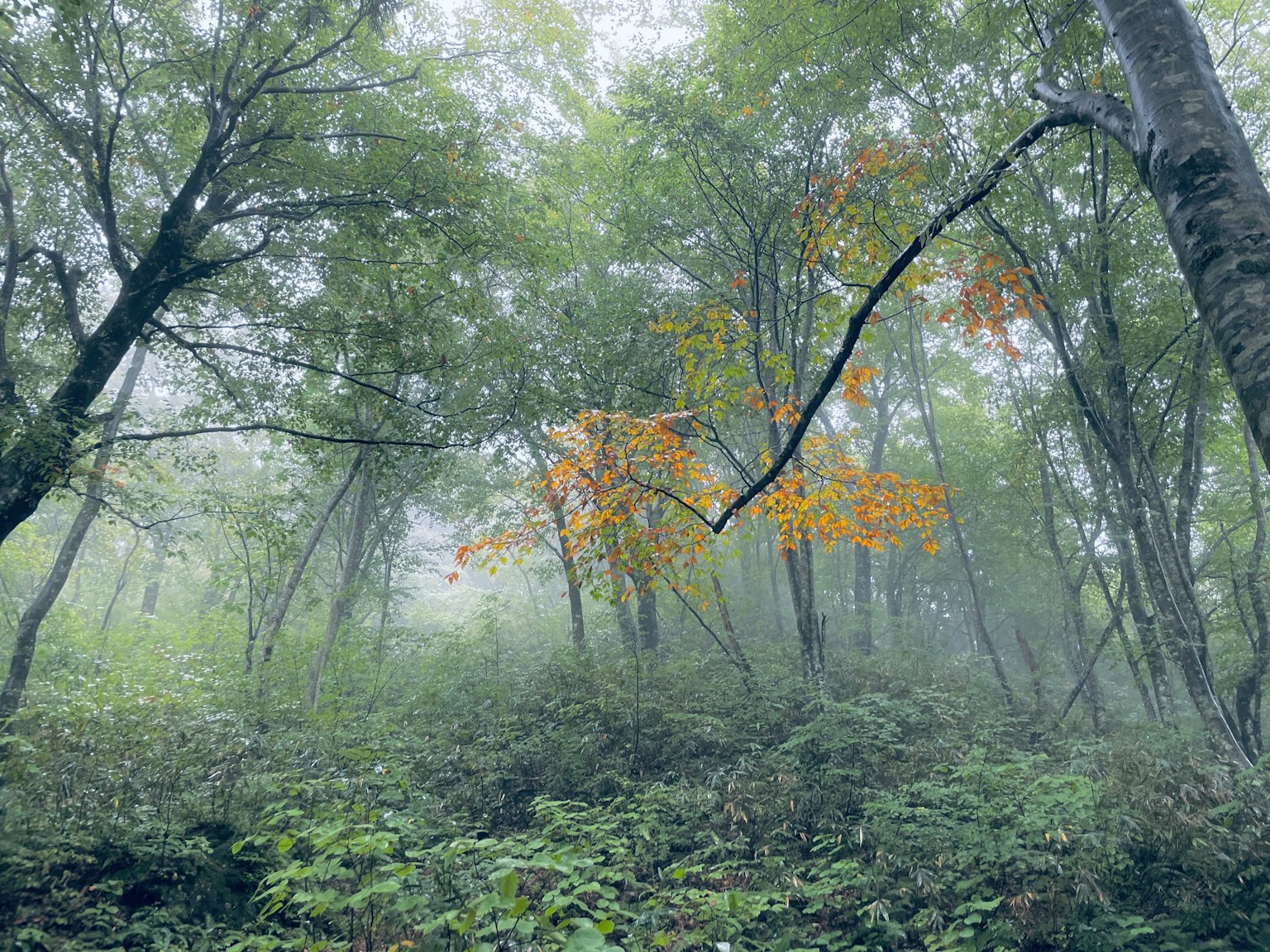 Árboles en un bosque brumoso con follaje verde y un toque de hojas naranjas