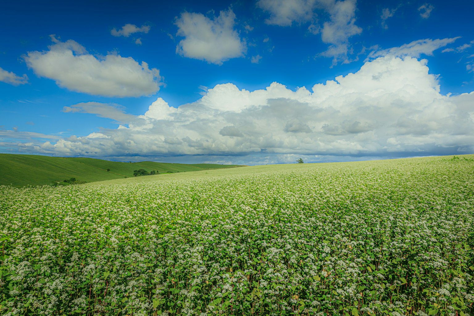 Vast buckwheat field under a blue sky with fluffy white clouds