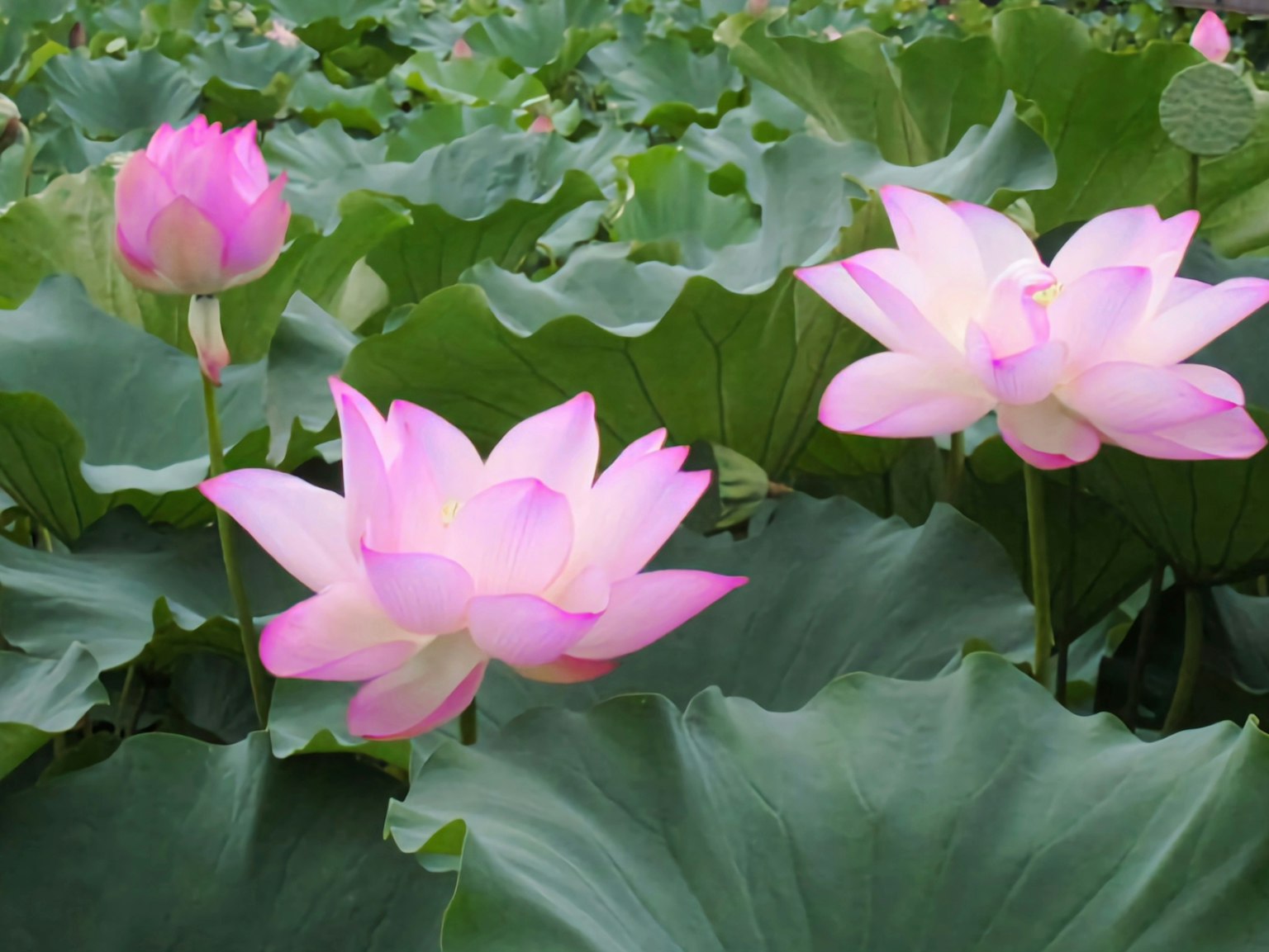 Fiori di loto rosa che sbocciano tra foglie verdi