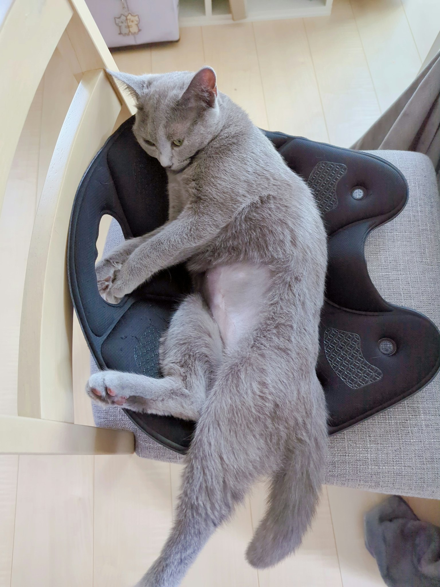 Kucing abu-abu berbaring di atas bantal kursi