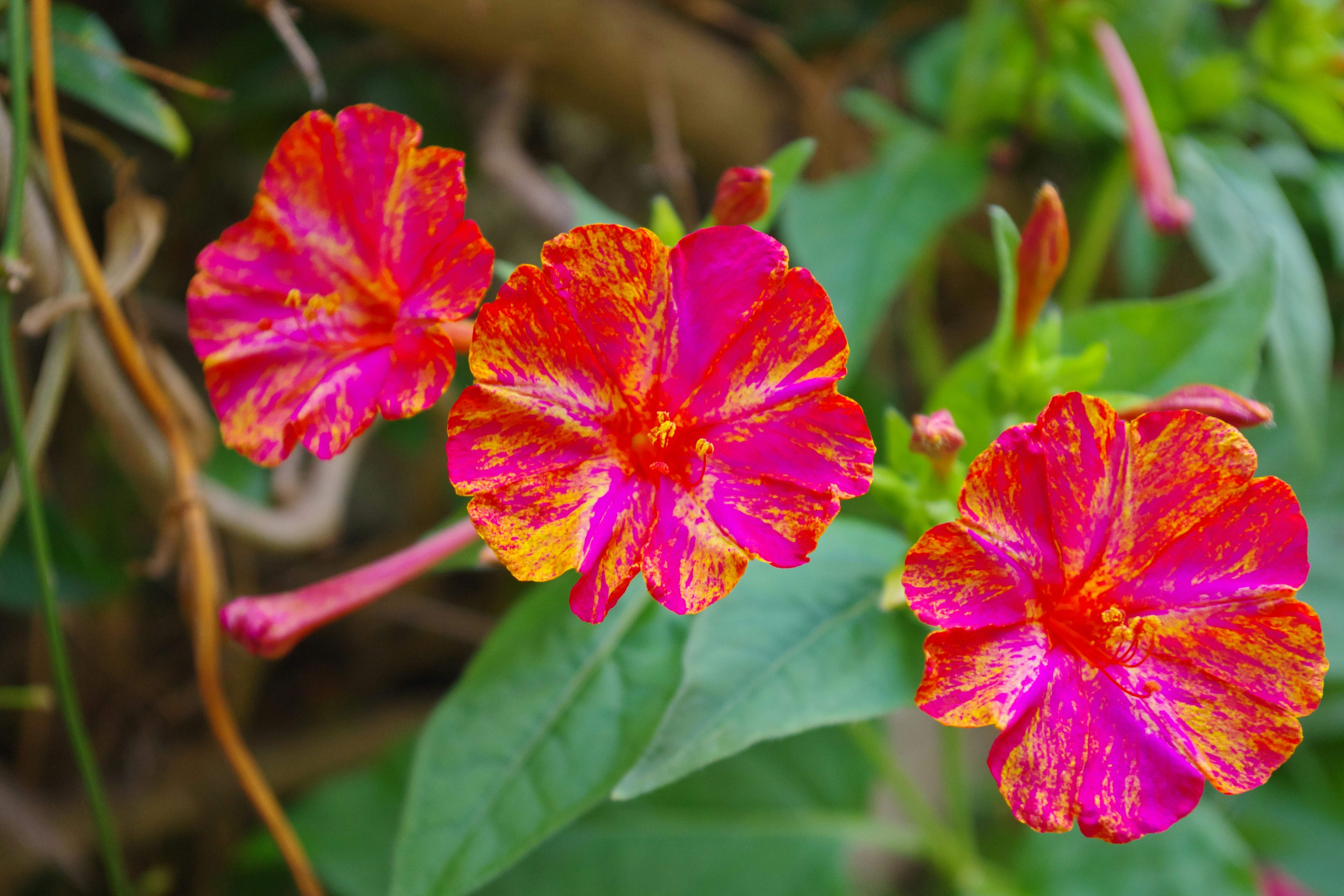 鮮やかな花が咲く庭の花壇