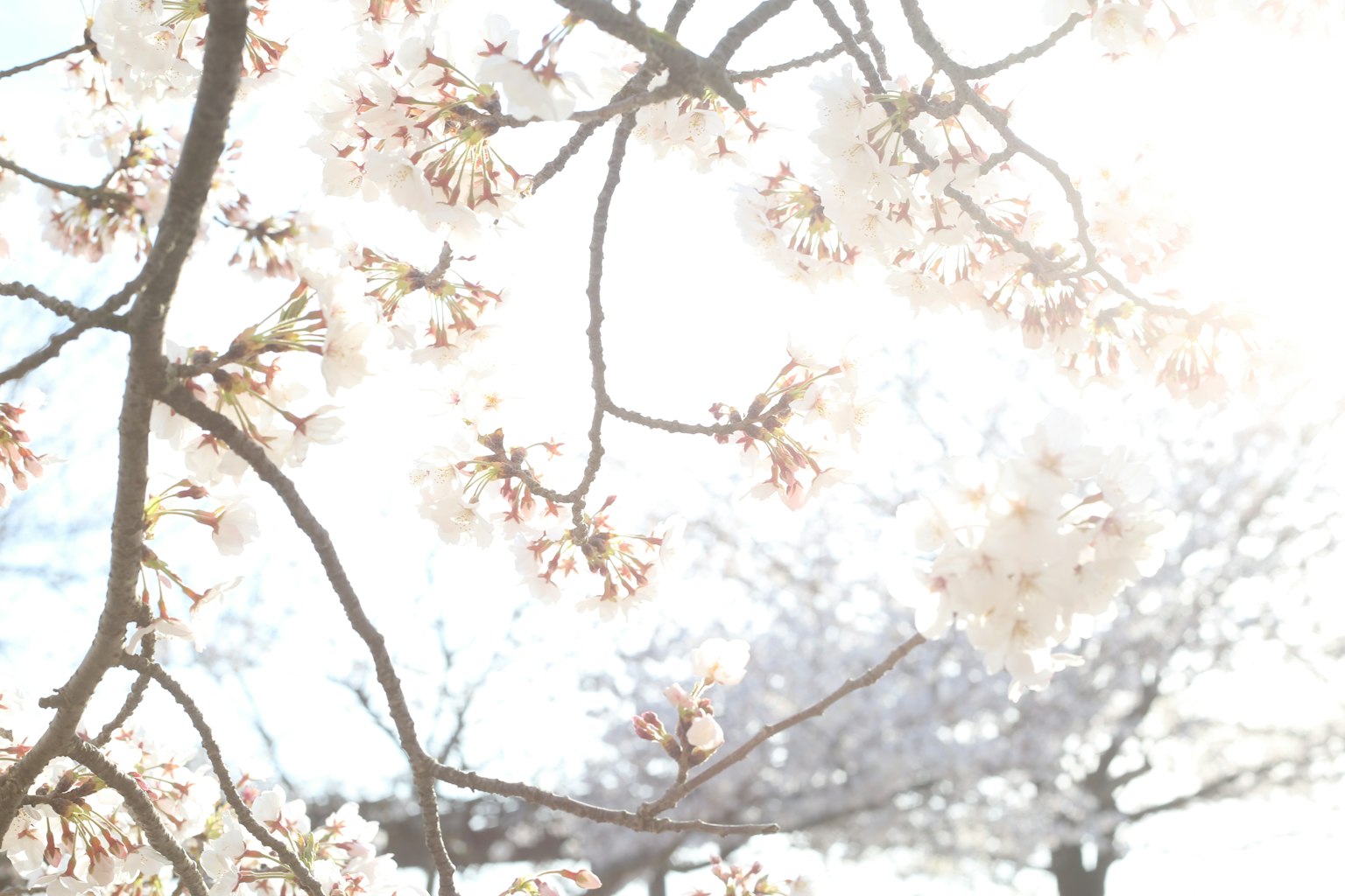 Ramas de flores de cerezo iluminadas por la luz