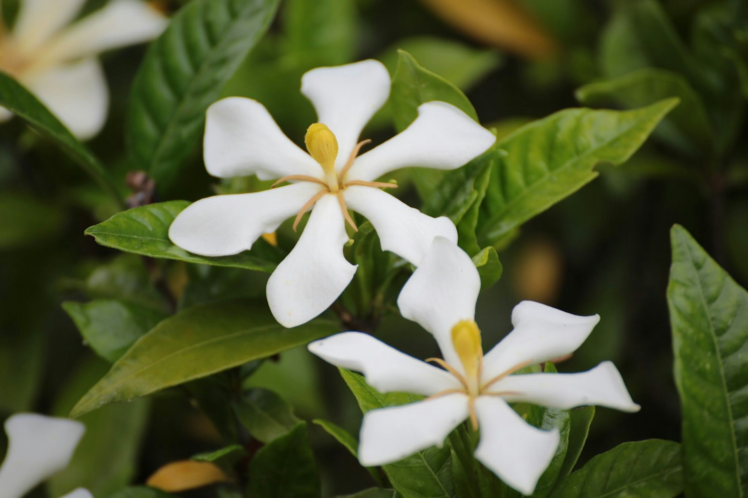 Primer plano de flores blancas con hojas verdes