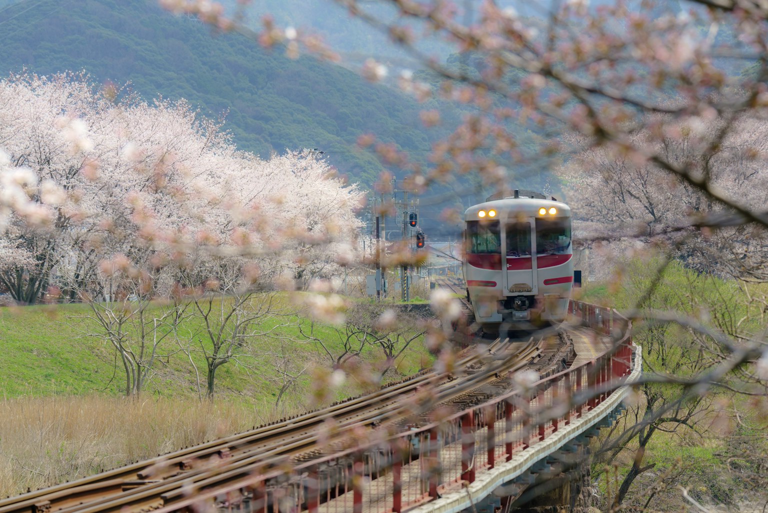 รถไฟที่วิ่งไปตามรางโค้งที่ล้อมรอบด้วยต้นซากุระ