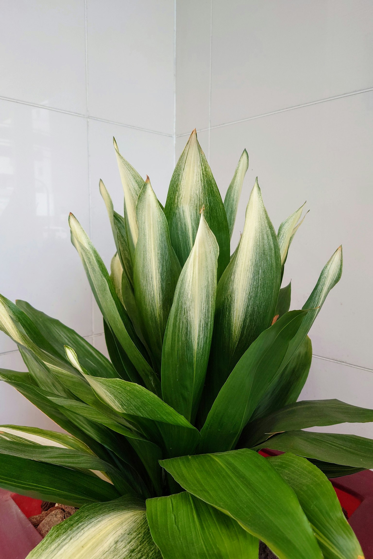 Acercamiento de una planta de interior con hojas verdes y puntiagudas