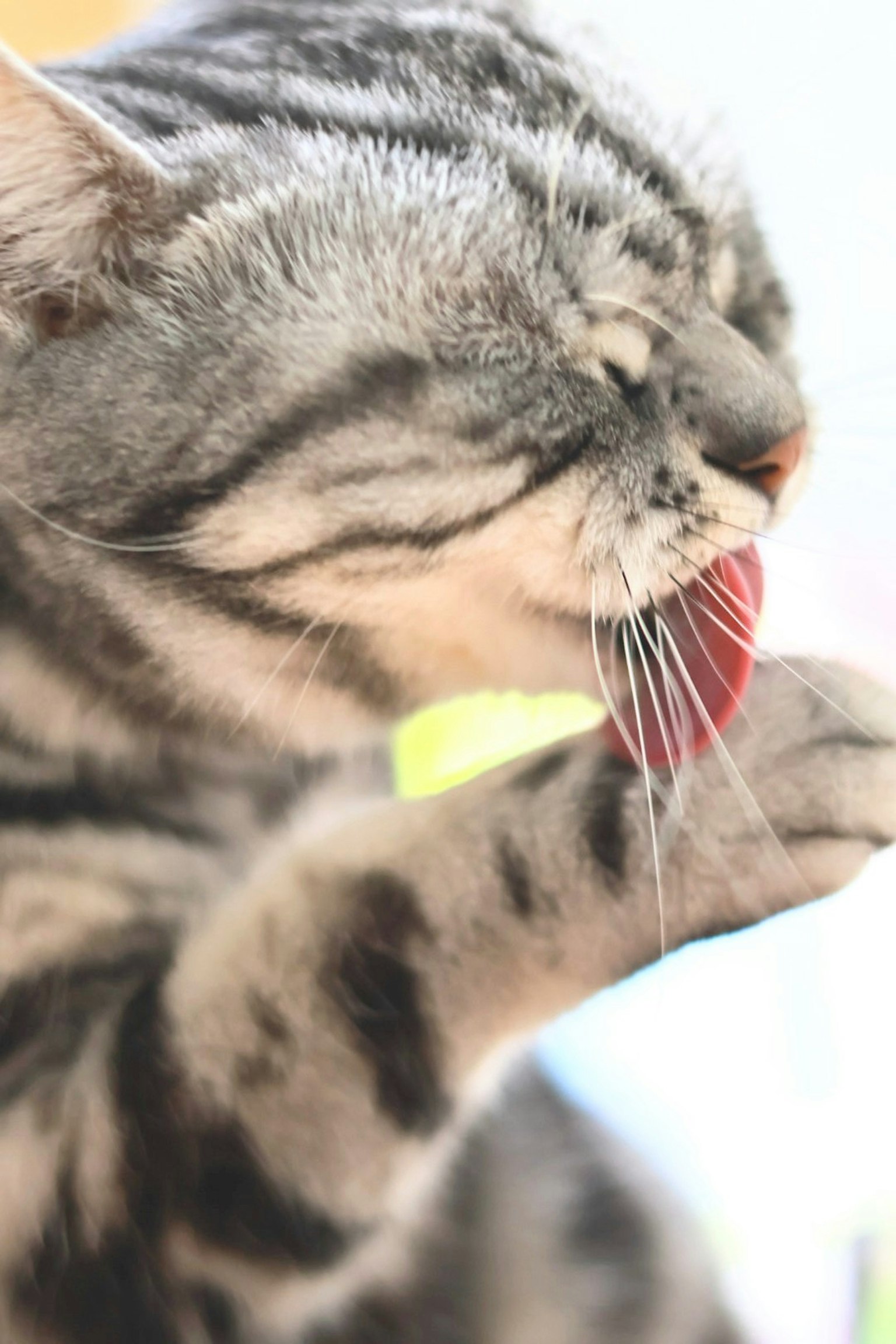 A cat licking its paw with its tongue out