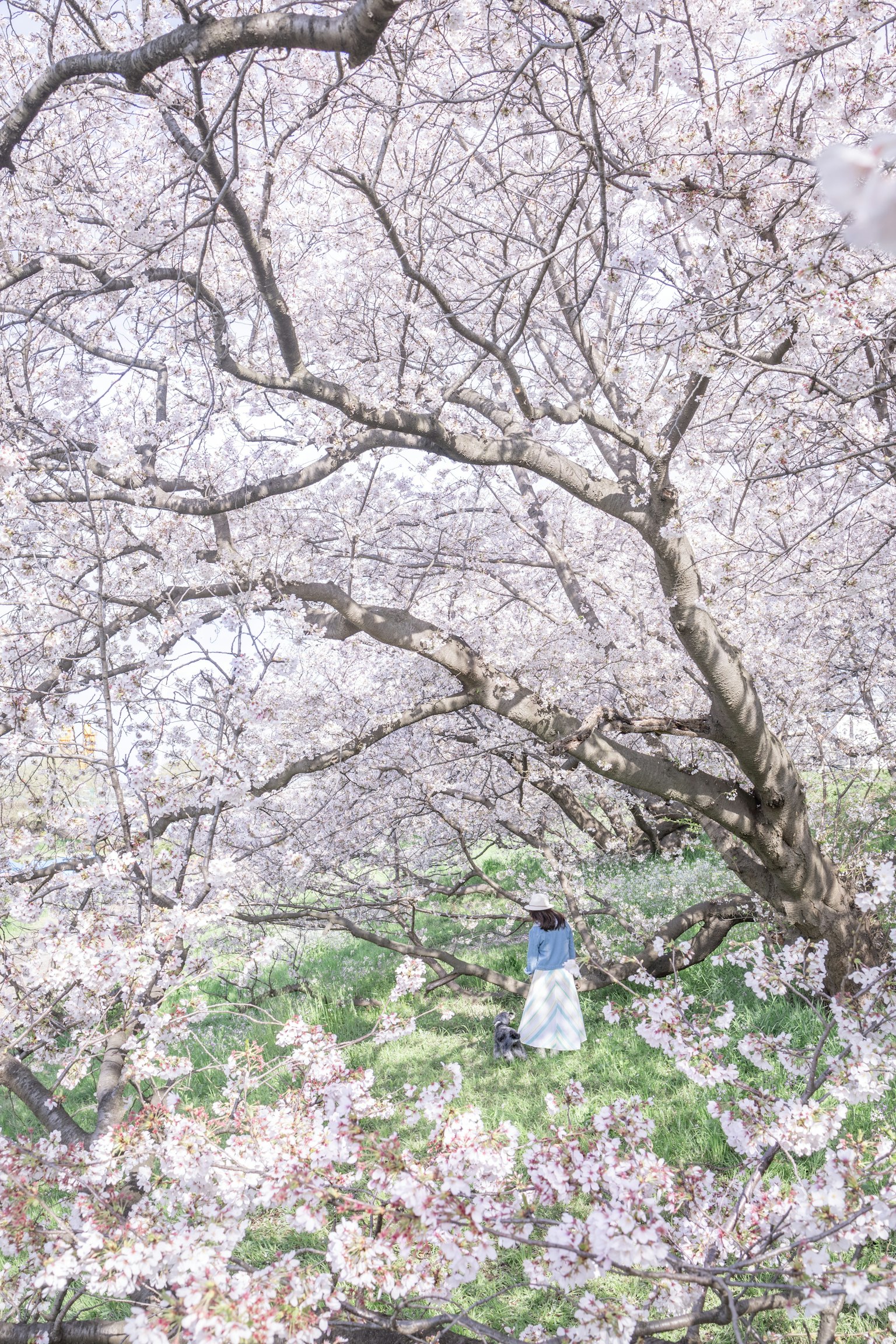 Una mujer de pie debajo de un árbol de cerezo en flor con pétalos que caen