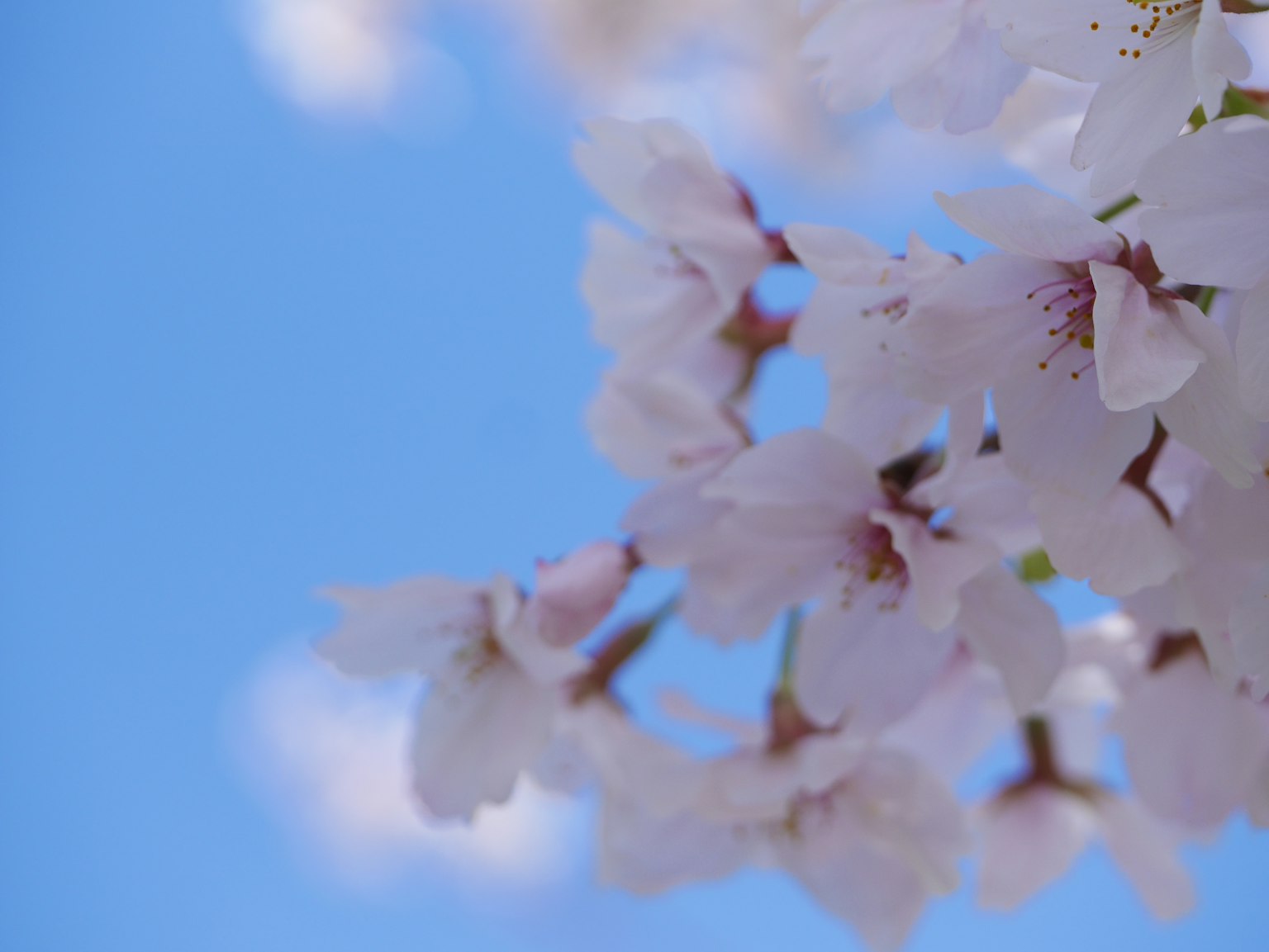 푸른 하늘 아래 만개한 벚꽃 잎