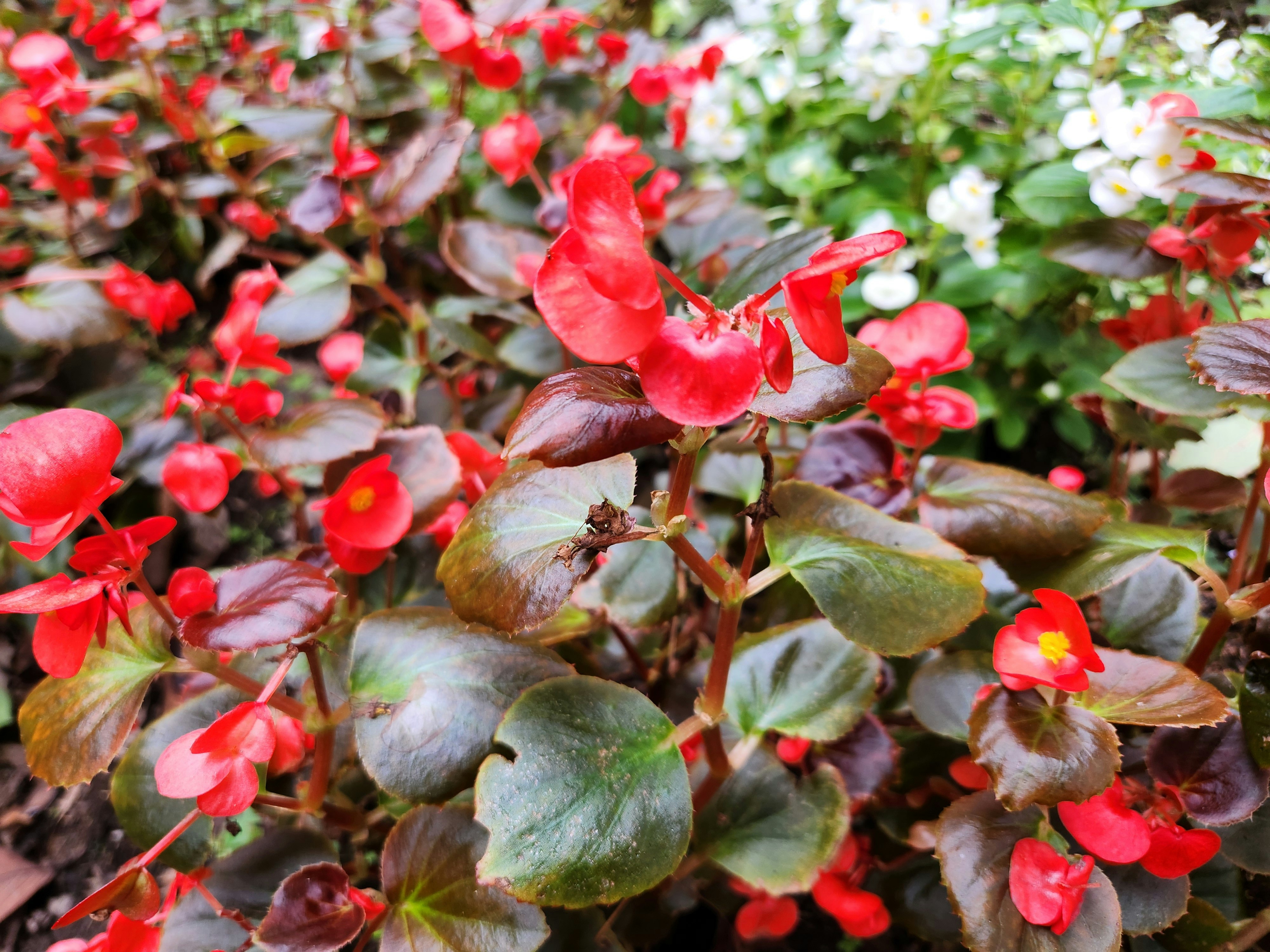 fleurs rouges et composition de succulentes