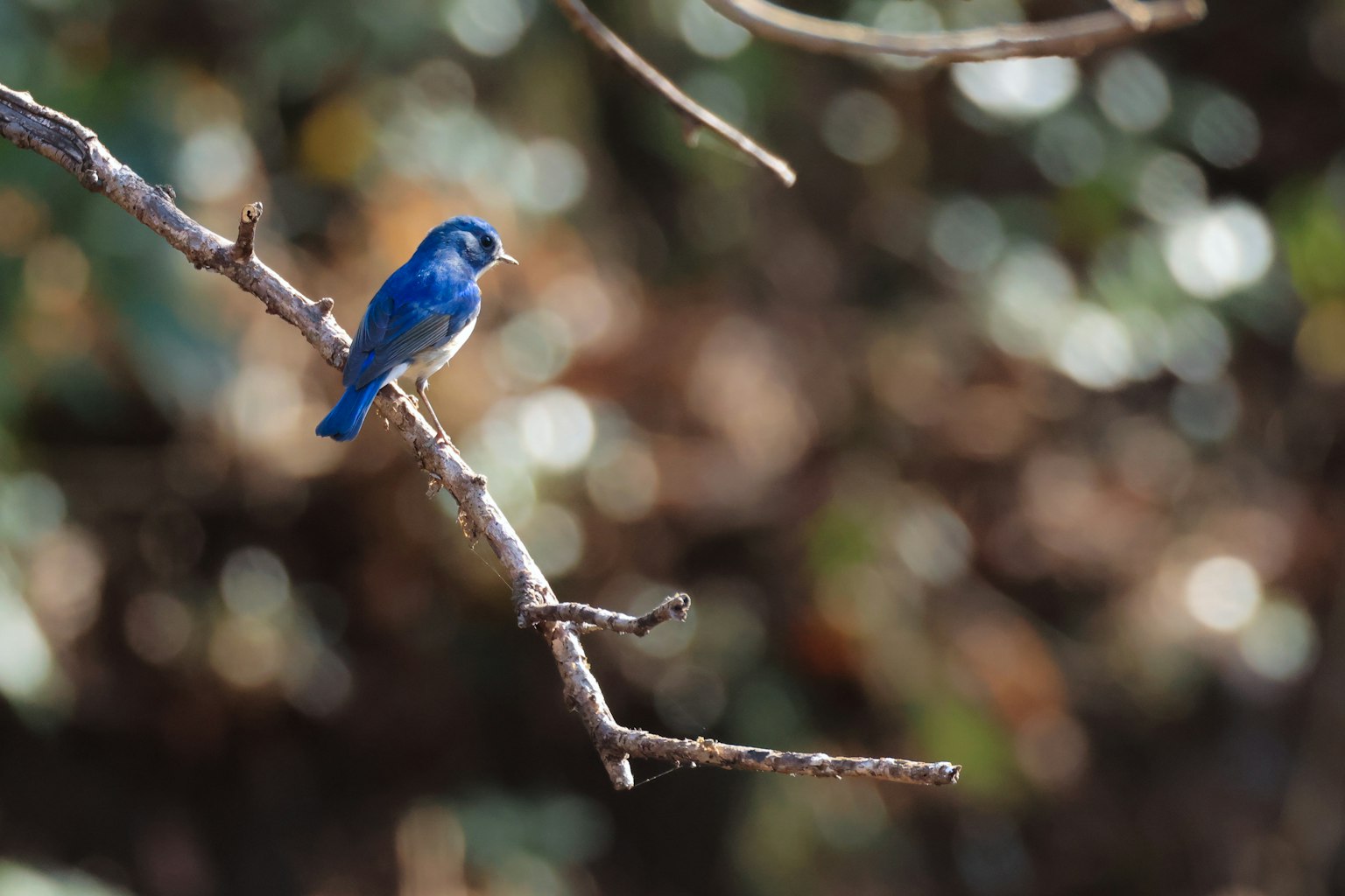 Un uccello blu posato su un ramo con sfondo sfocato
