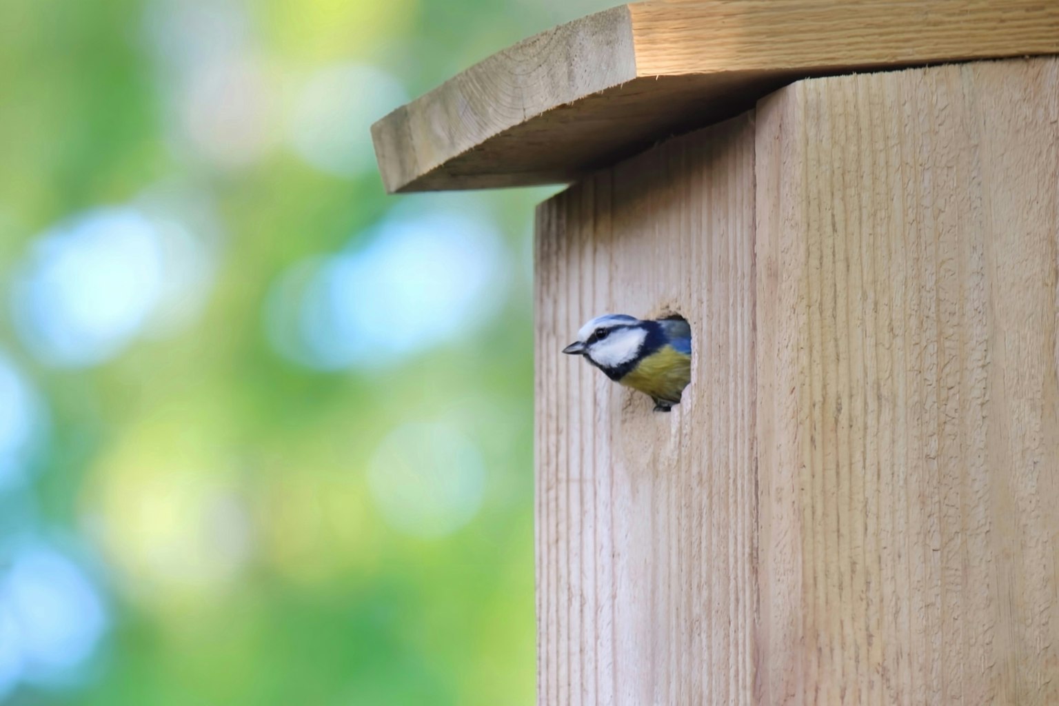 Kleiner Vogel schaut aus einem Holzvogelhaus