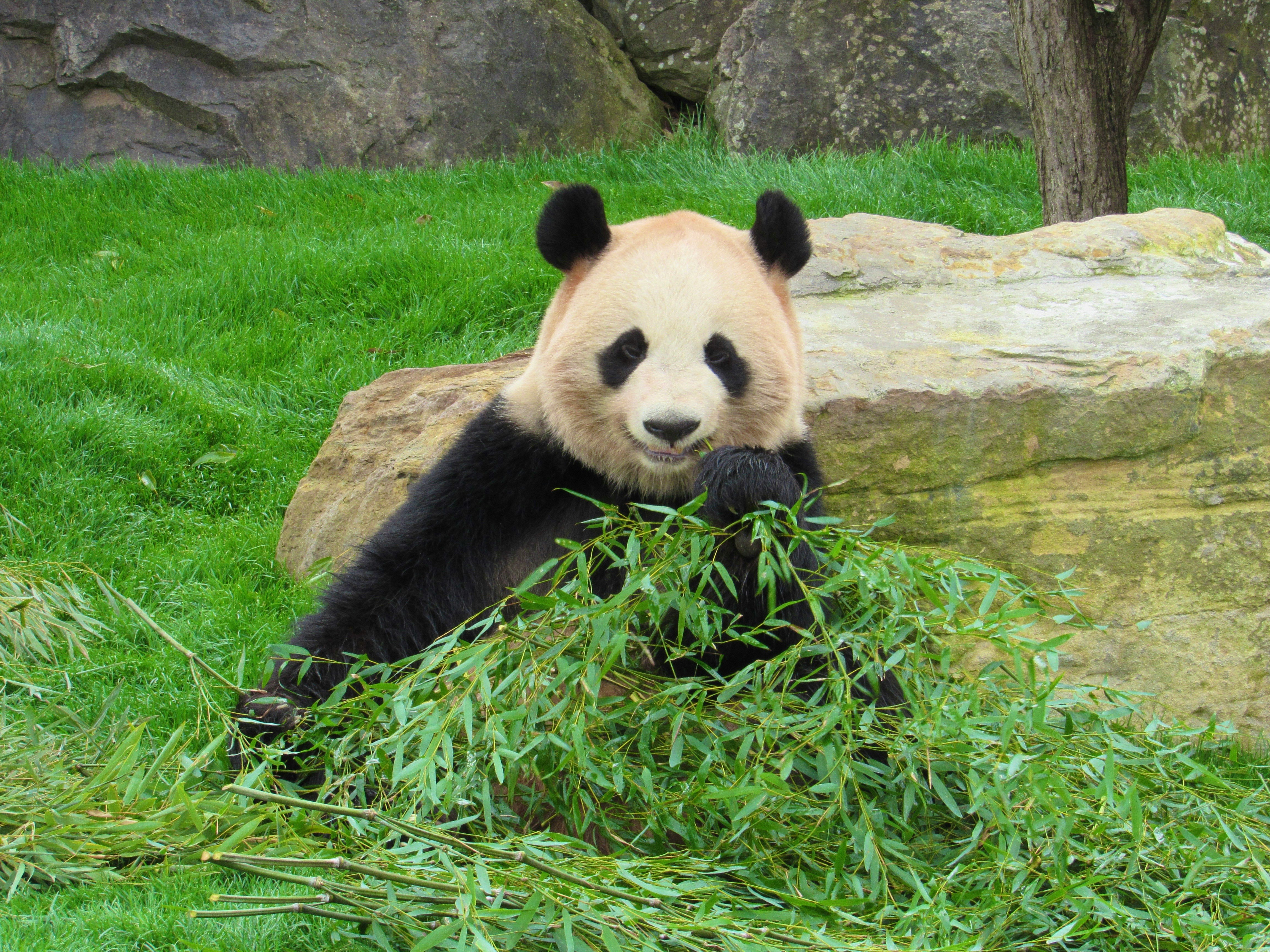 草の上で竹を食べるパンダ