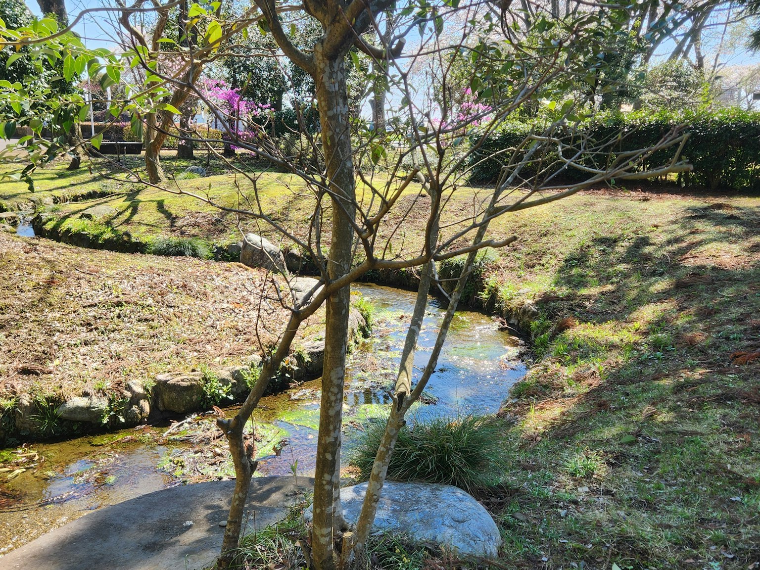 Scenic view of a small stream flowing through a park with trees
