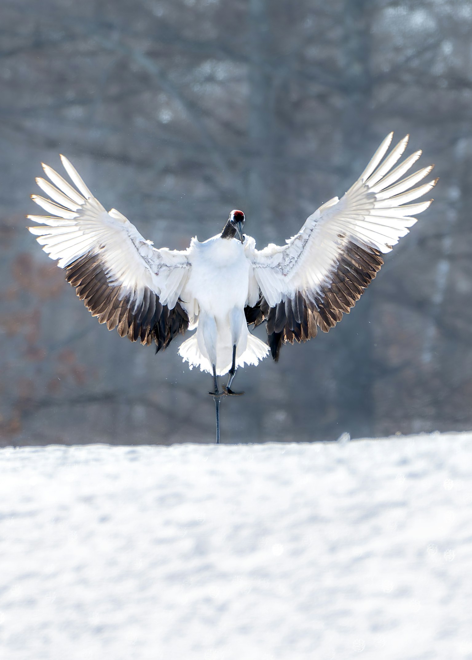 A beautiful white crane soaring above the snow