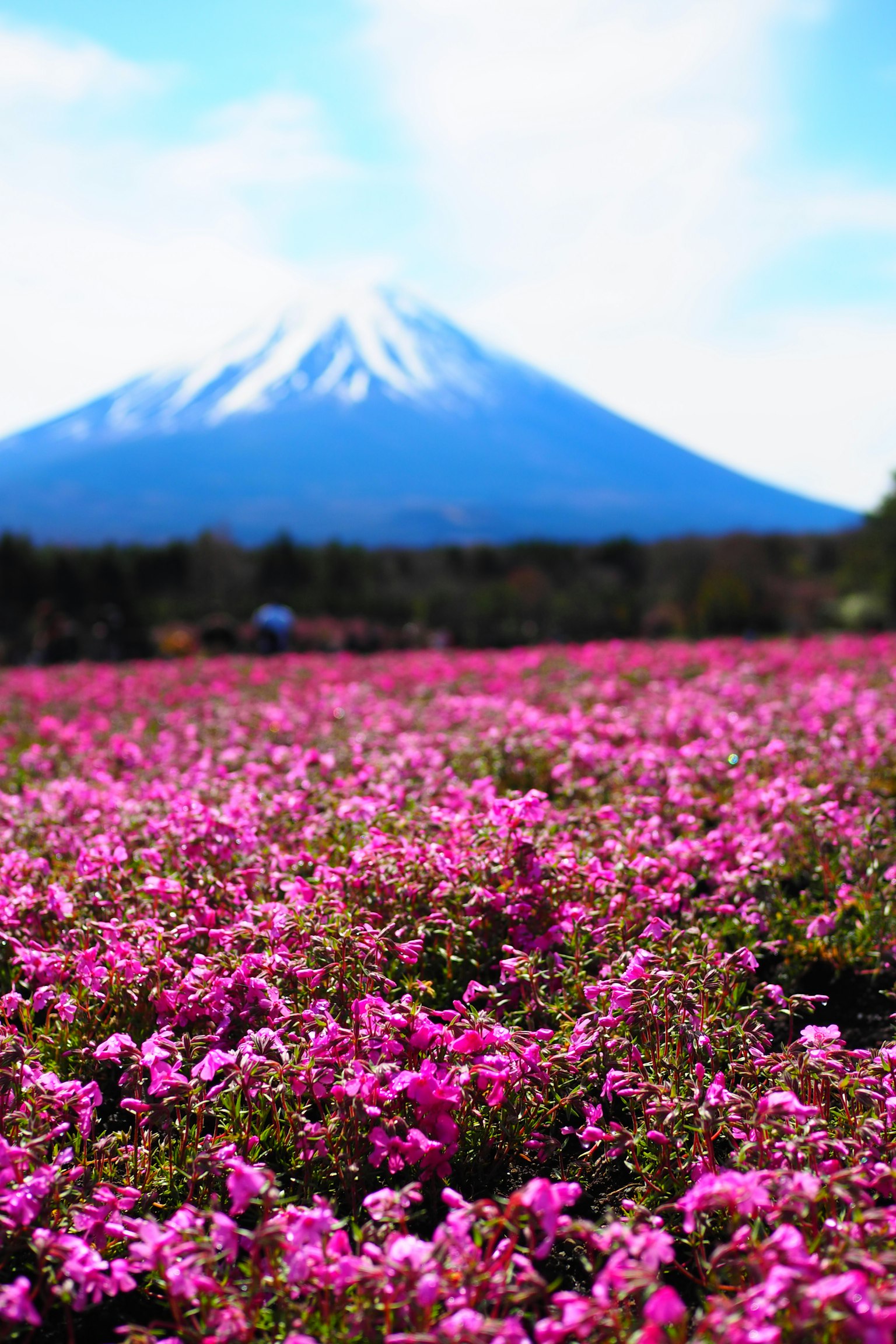 Hermoso campo de flores rosas con el monte Fuji de fondo
