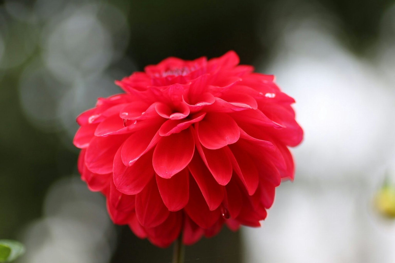 Lebendige rote Dahlienblüte in voller Blüte