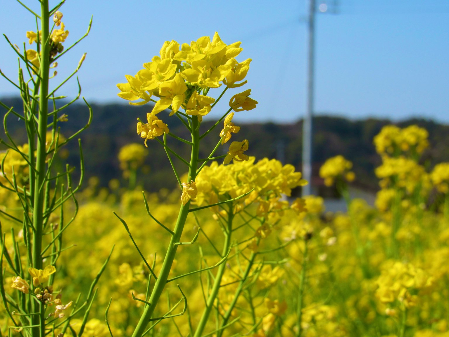 Ein weites Feld voller lebendiger gelber Blumen