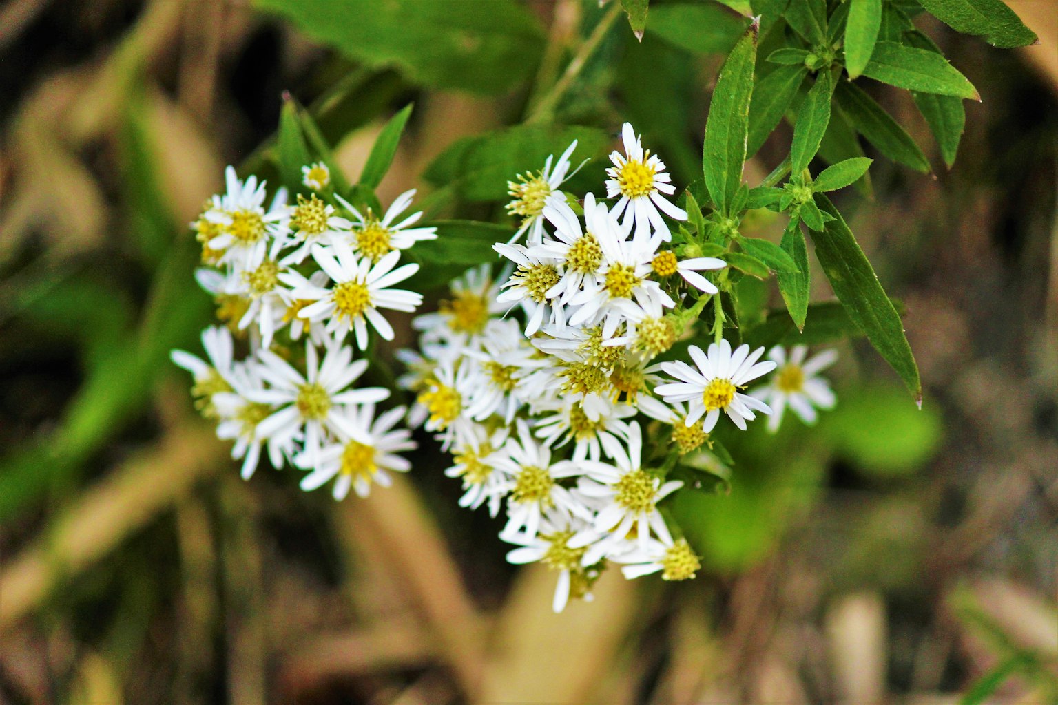 Beau bouquet de petites fleurs blanches
