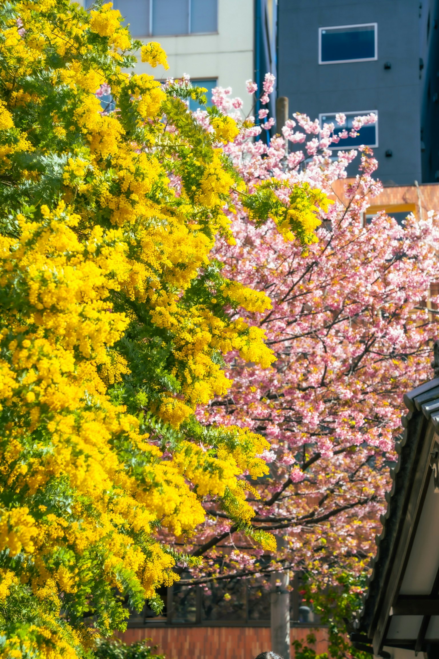 色とりどりの花が咲く街路樹と建物の壁面