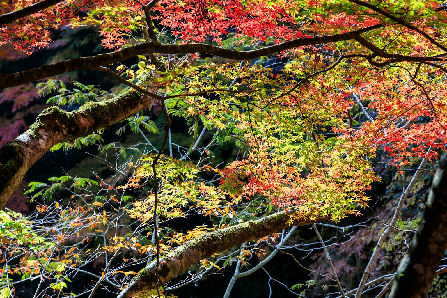 Gros plan sur des feuilles d'automne colorées sur des branches d'arbre