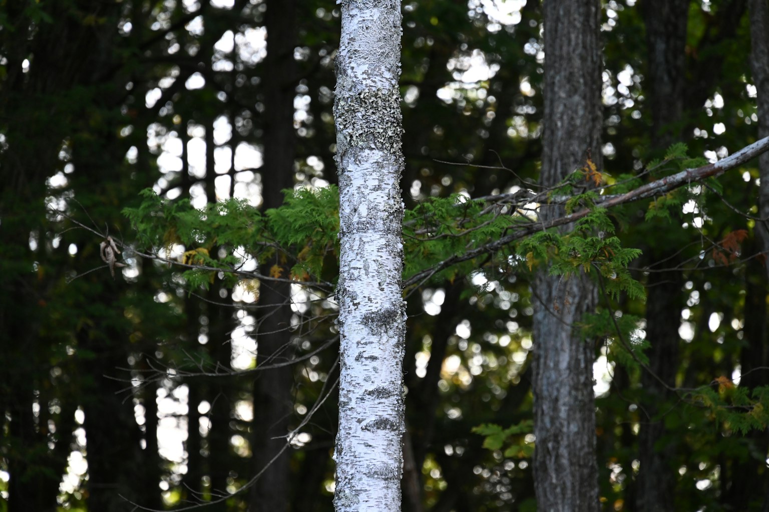 Birke mit grünen Blättern vor einem Waldhintergrund