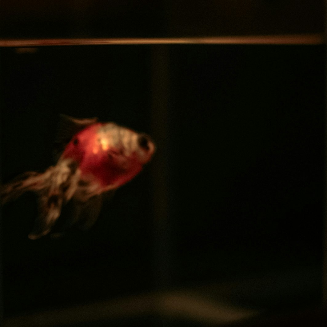 暗い室内で赤い魚が泳ぐ水槽のような背景