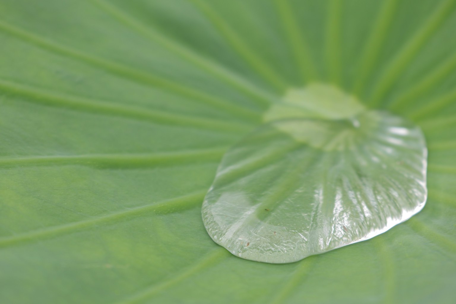 綠葉上的水滴特寫圖像