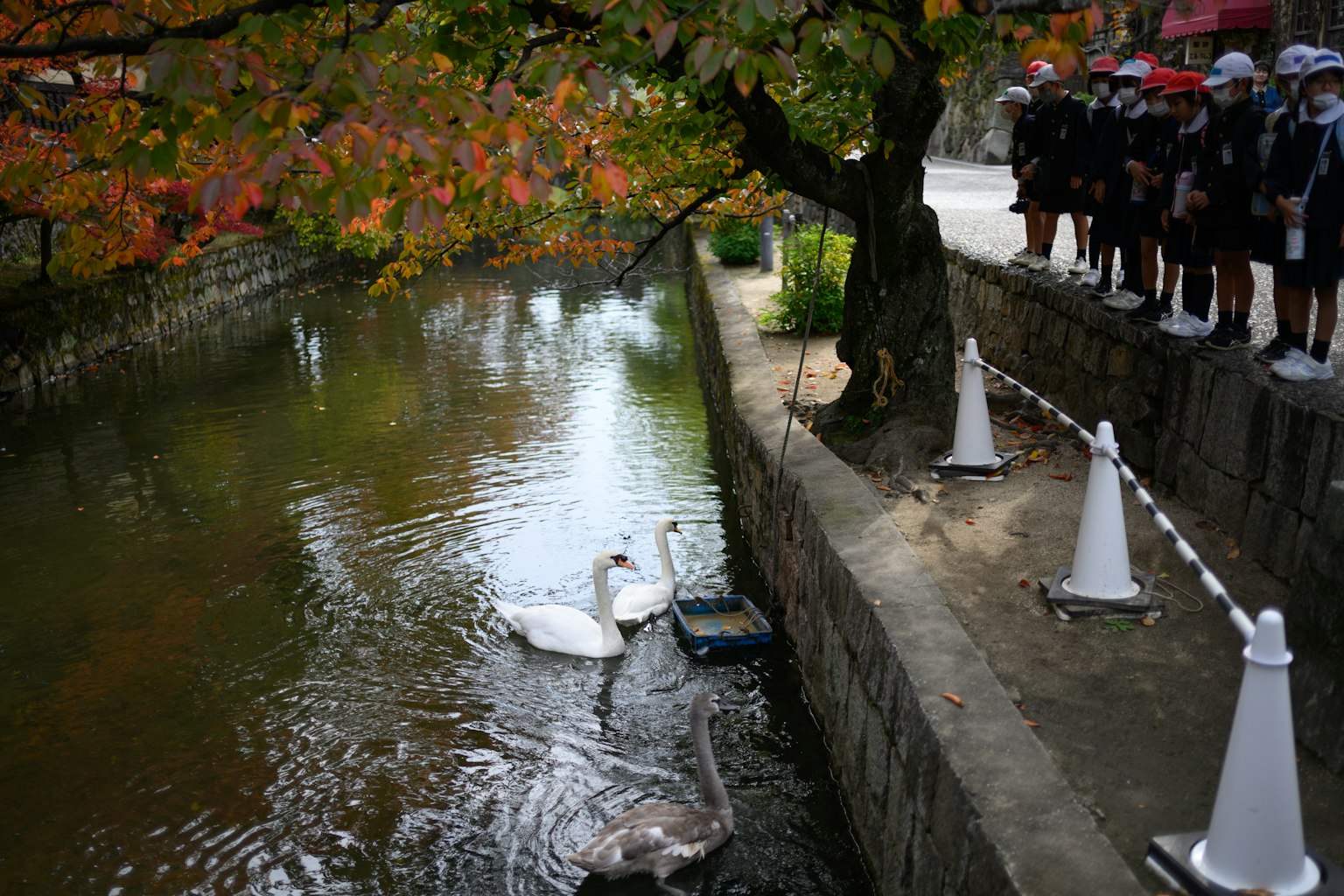 川に浮かぶ白鳥と秋の紅葉を背景にした風景