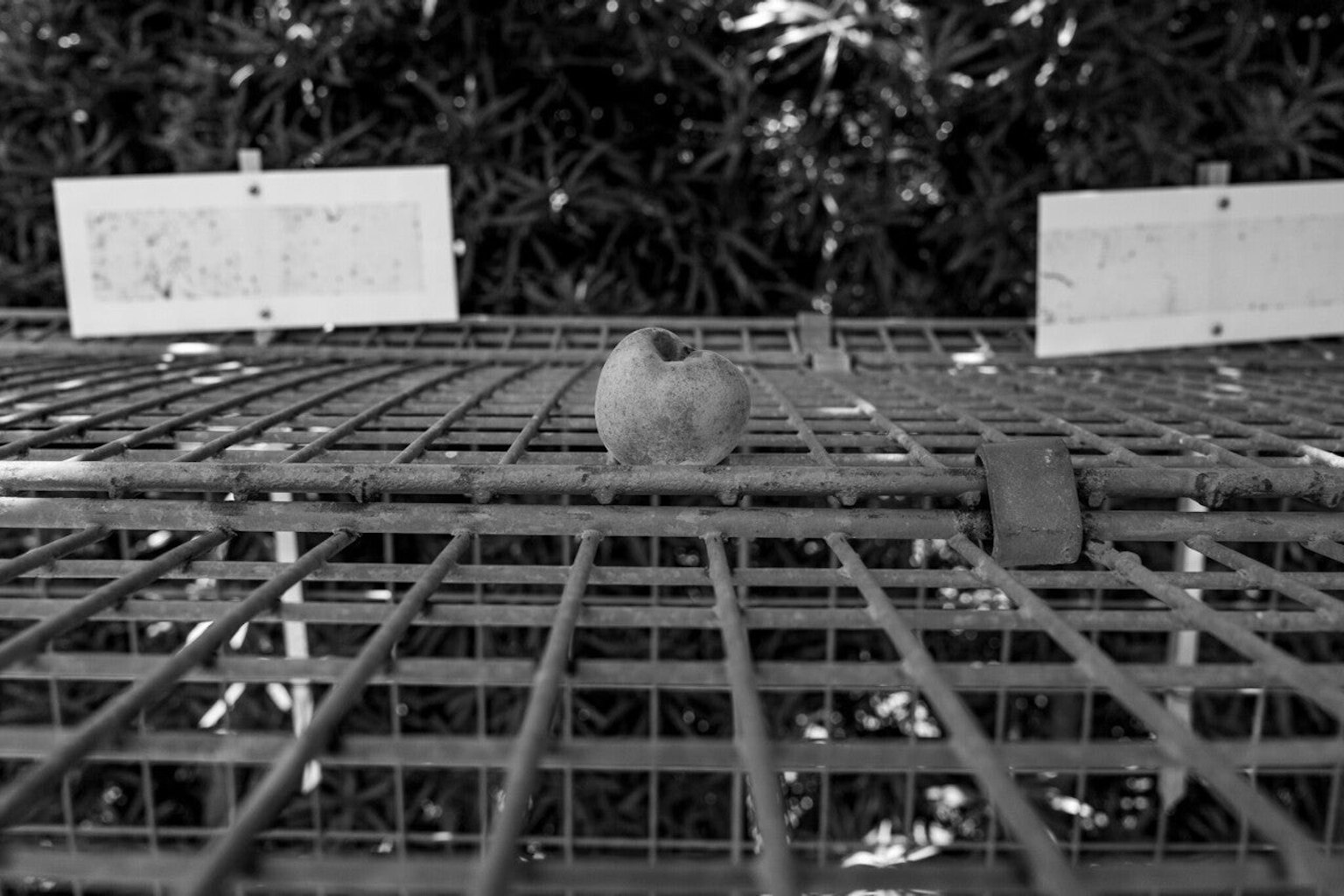 Petit oiseau sur un treillis métallique avec des feuilles vertes en arrière-plan