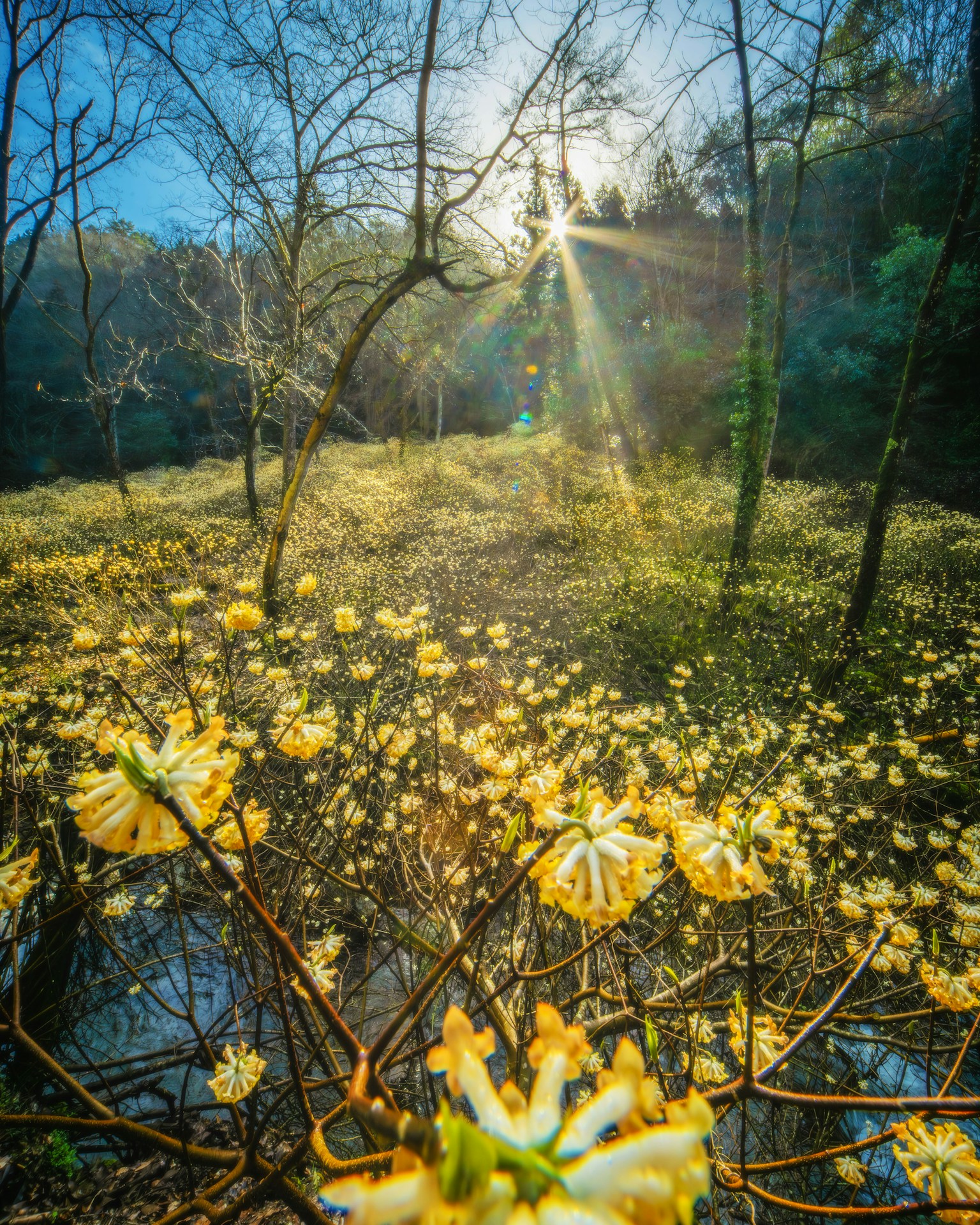 Gelbe Blumen blühen in einem sonnigen Wald im Frühling