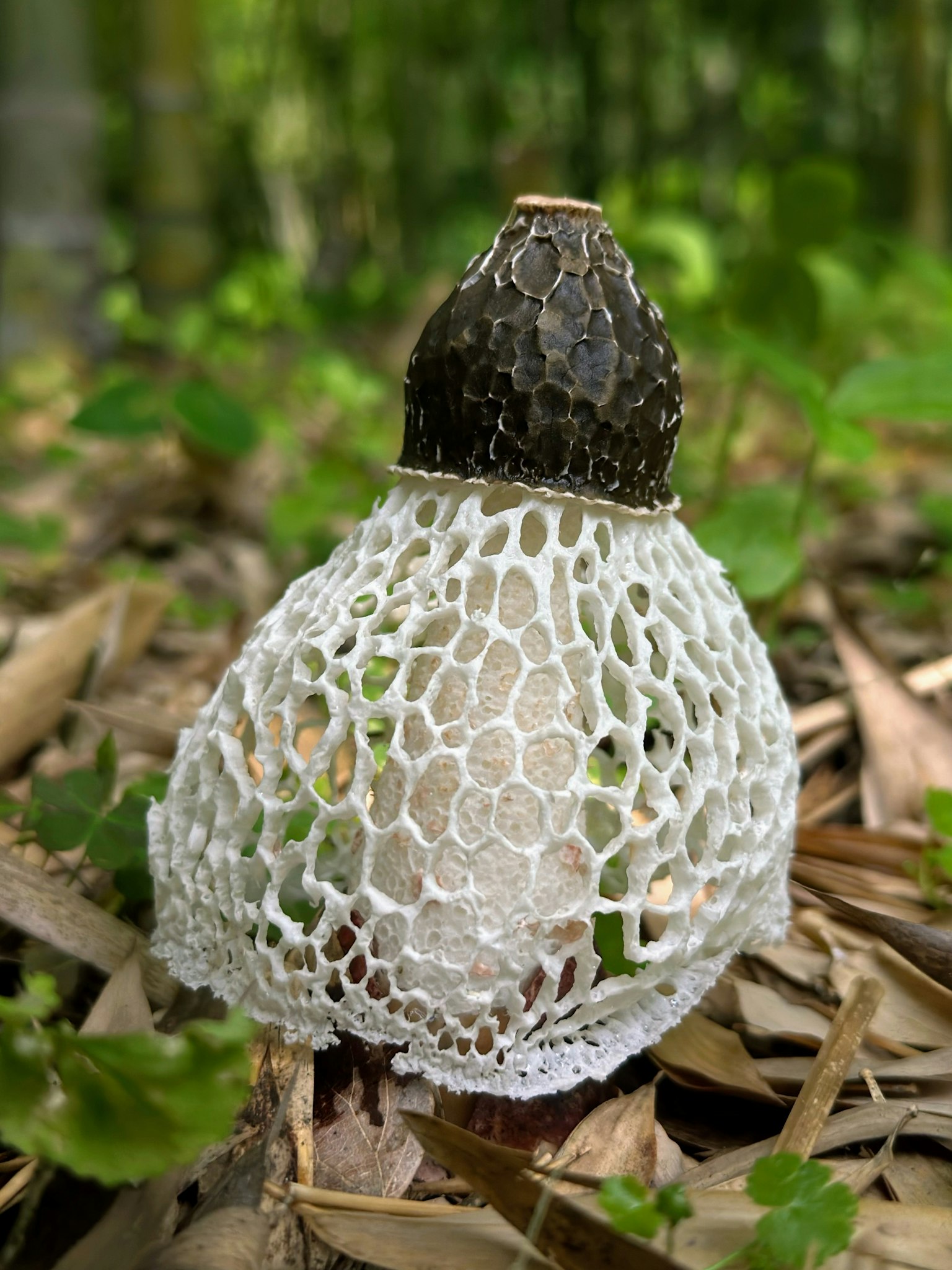 一種罕見的白色網狀結構的蘑菇生長在地面上