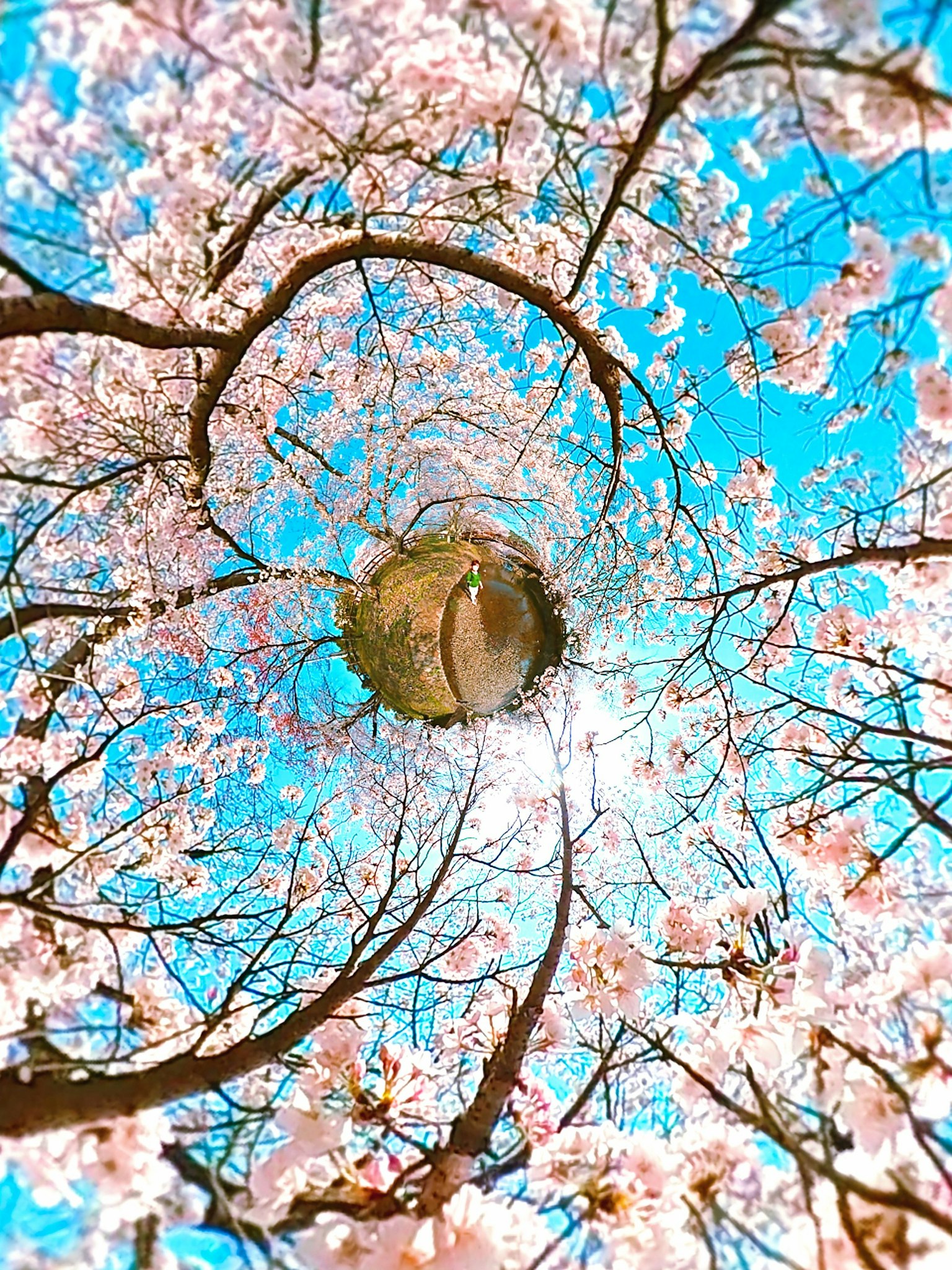 Une vue fantaisiste de cerisiers en fleurs tourbillonnant contre un ciel bleu