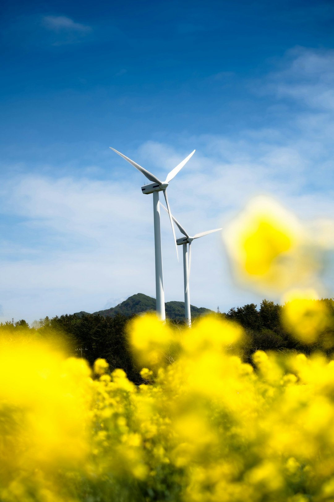 菜の花畑の中に立つ風力発電の風車